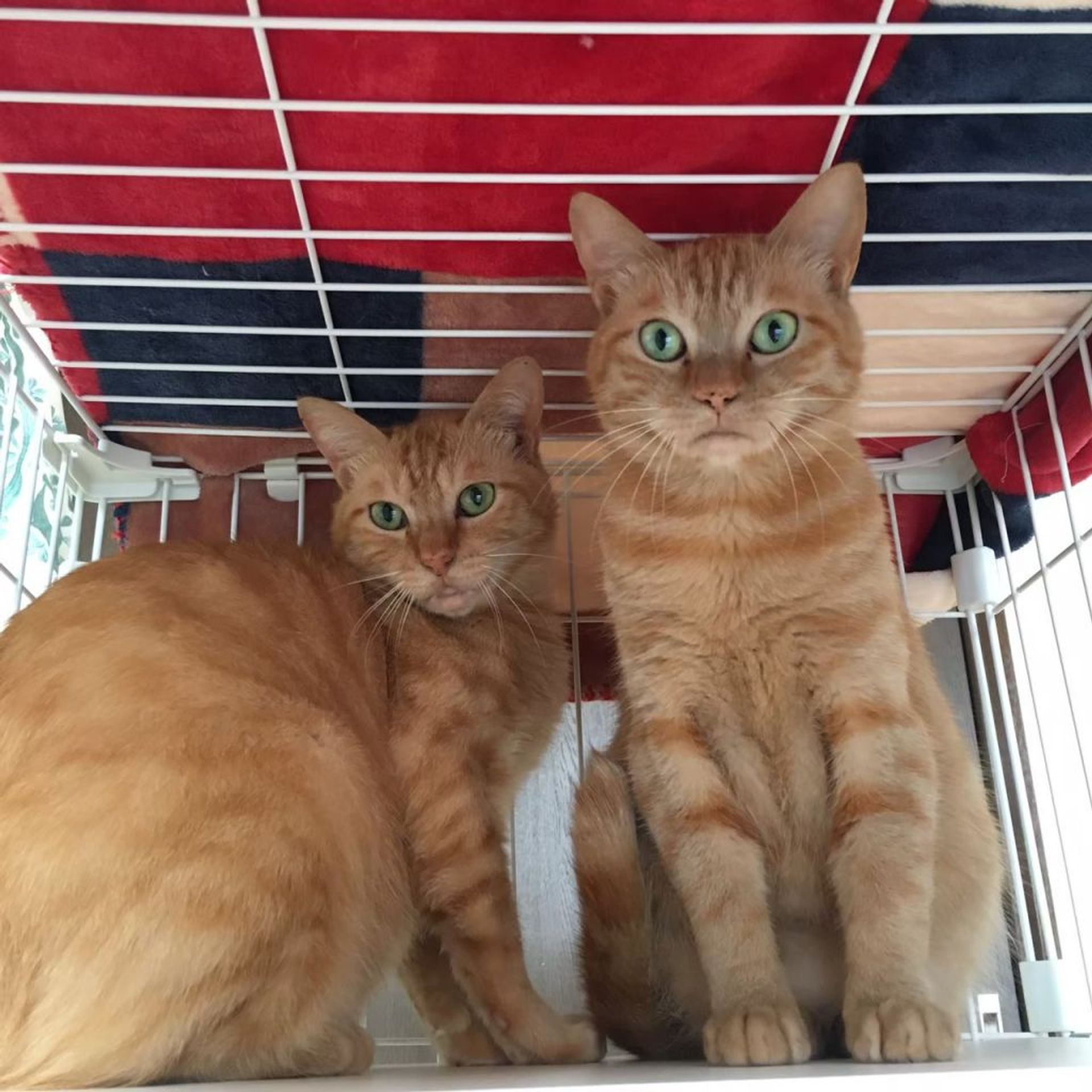 雑種（ミックス猫）・オスの里親募集の写真