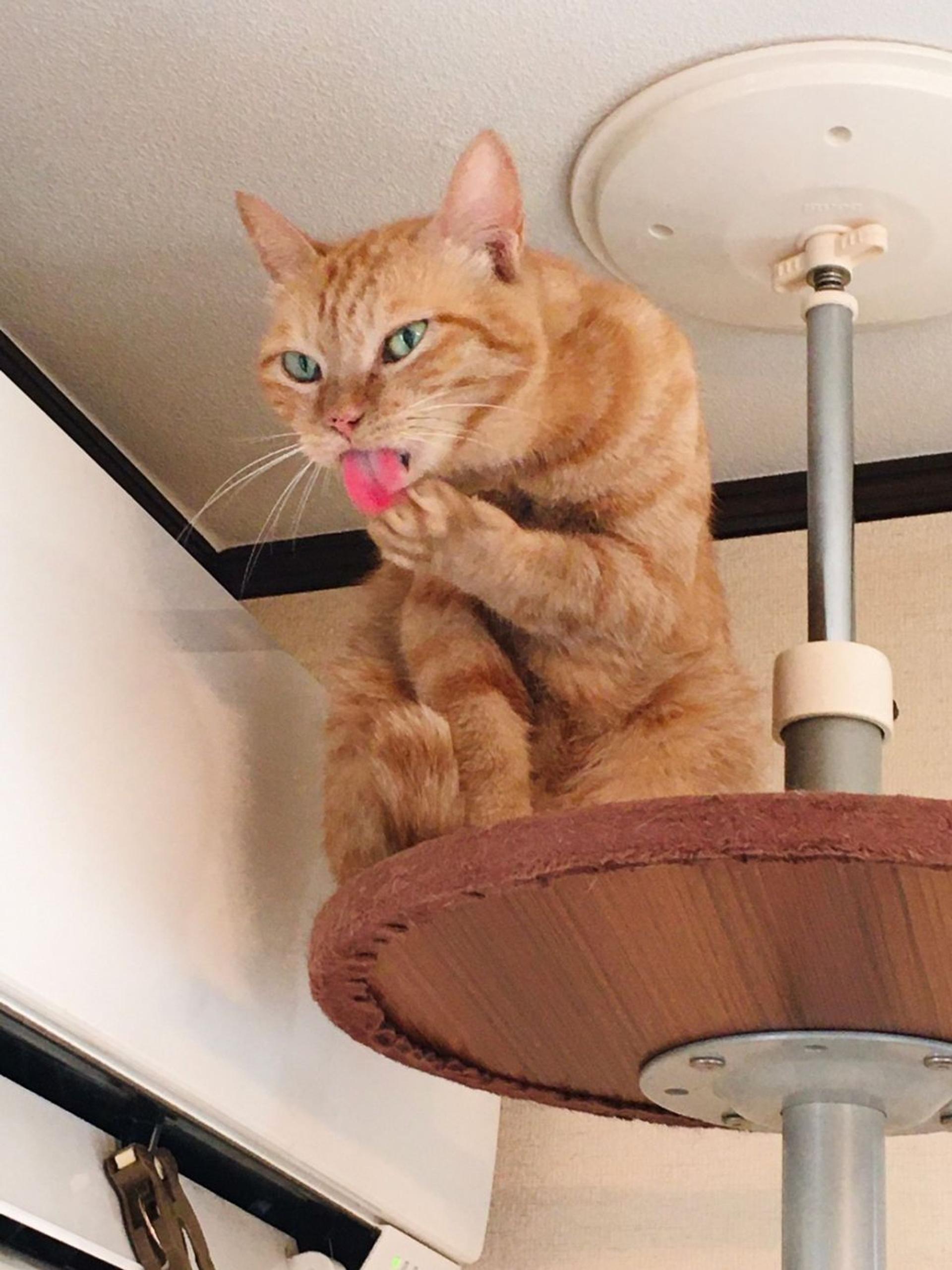 pet-image-6