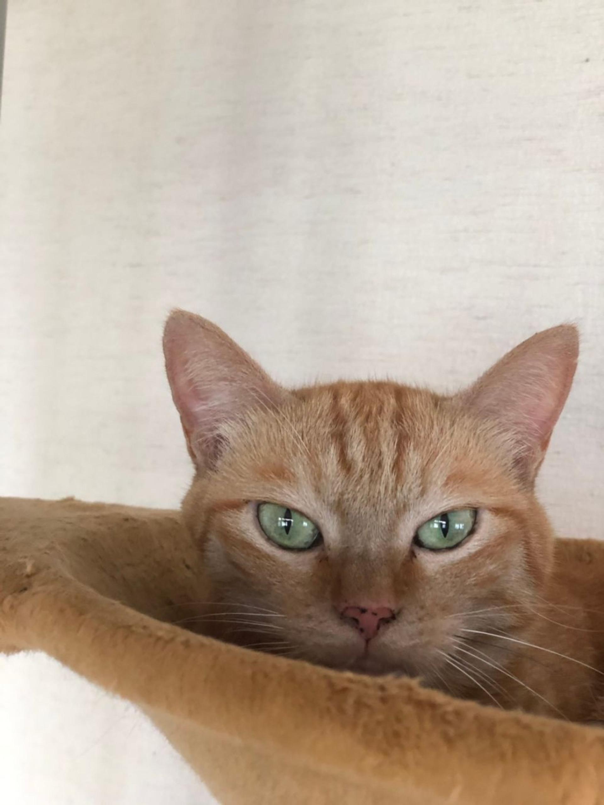 pet-image-8