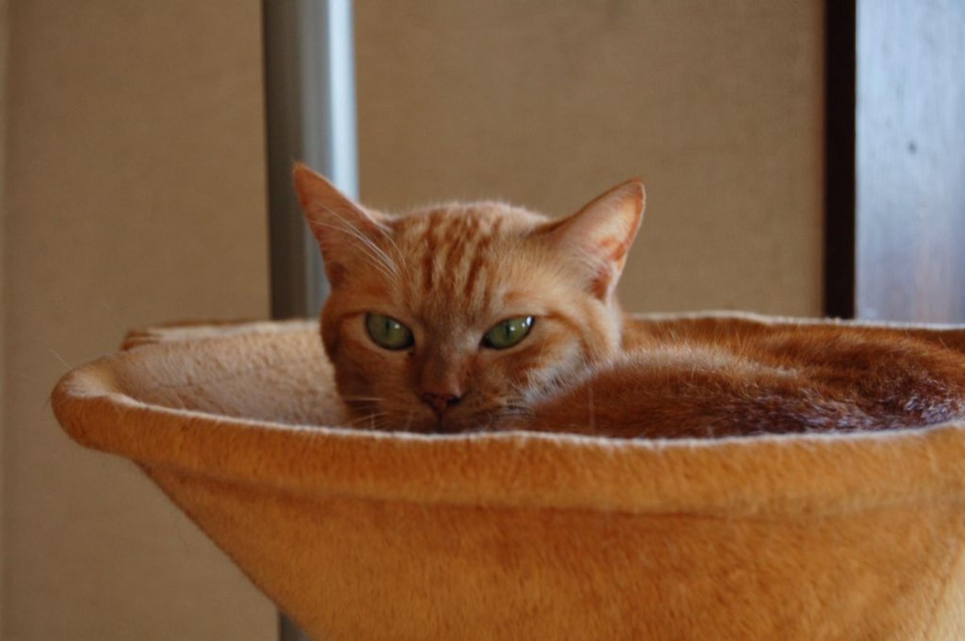 pet-image-3
