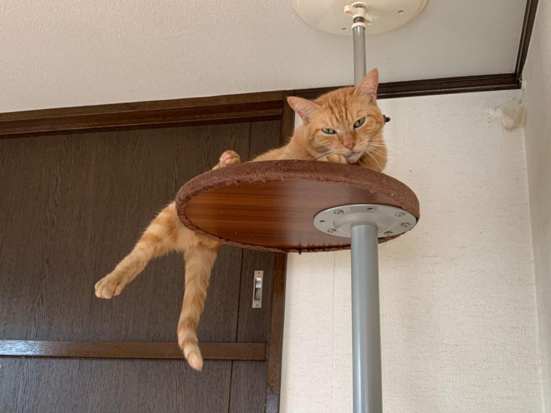 pet-image-5