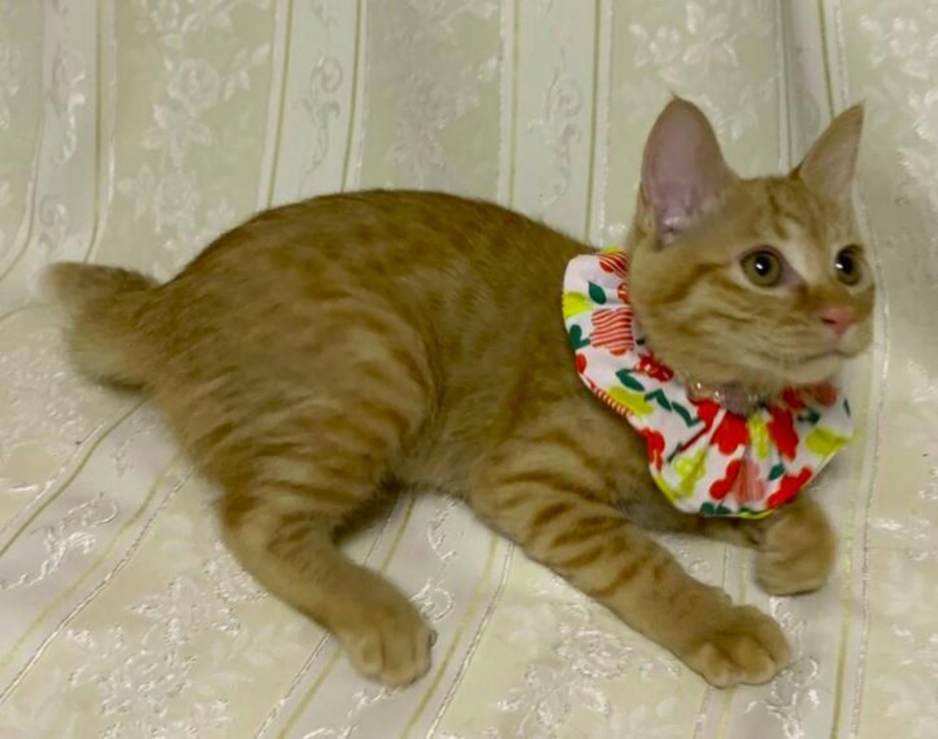 pet-image-2