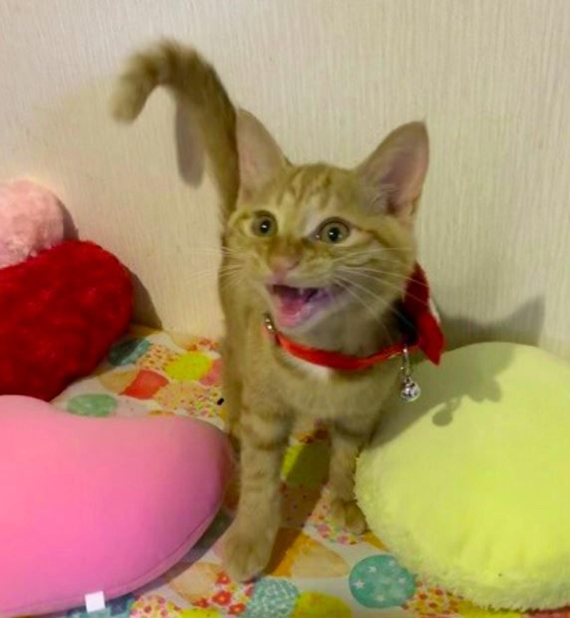pet-image-4