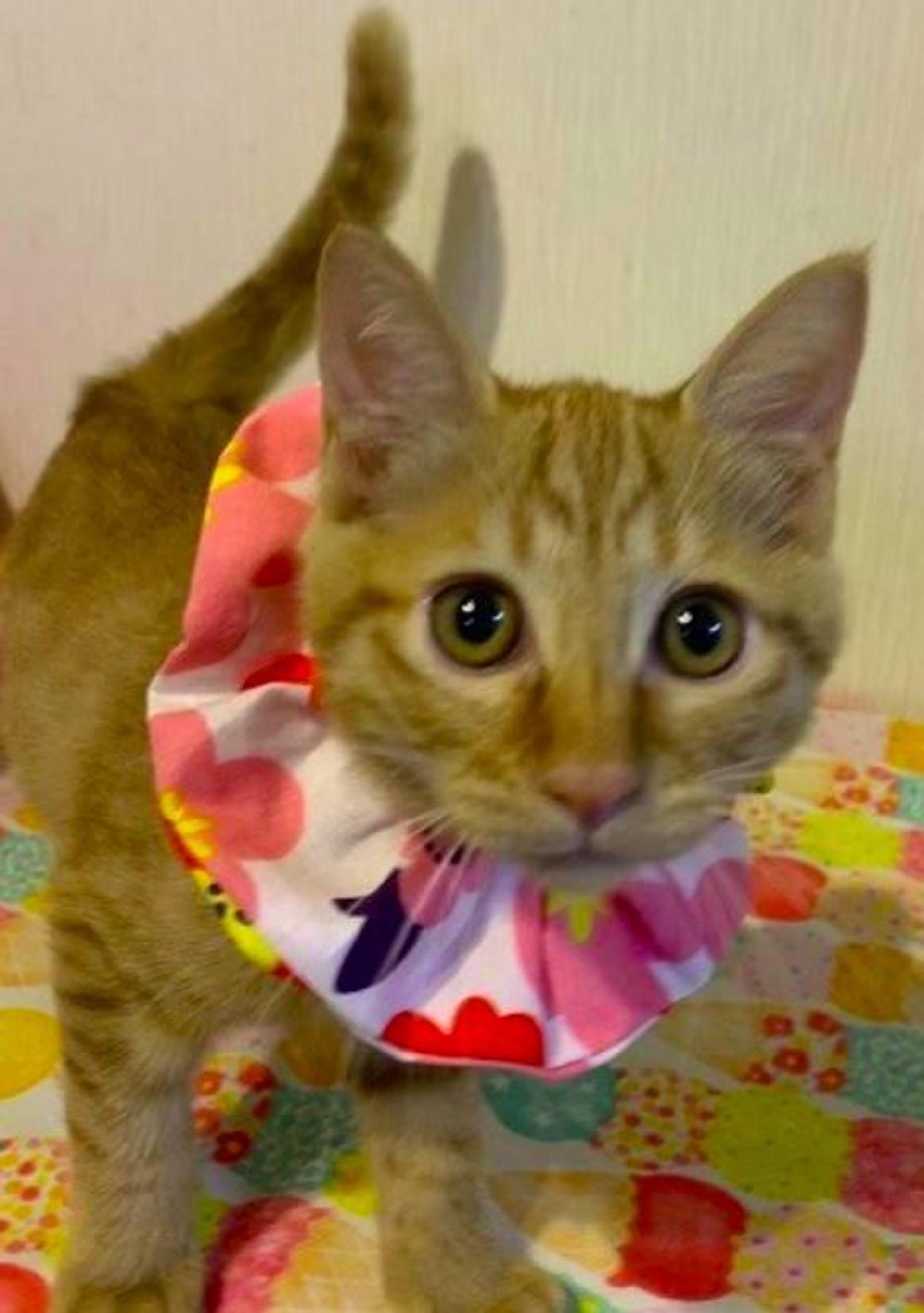 pet-image-5