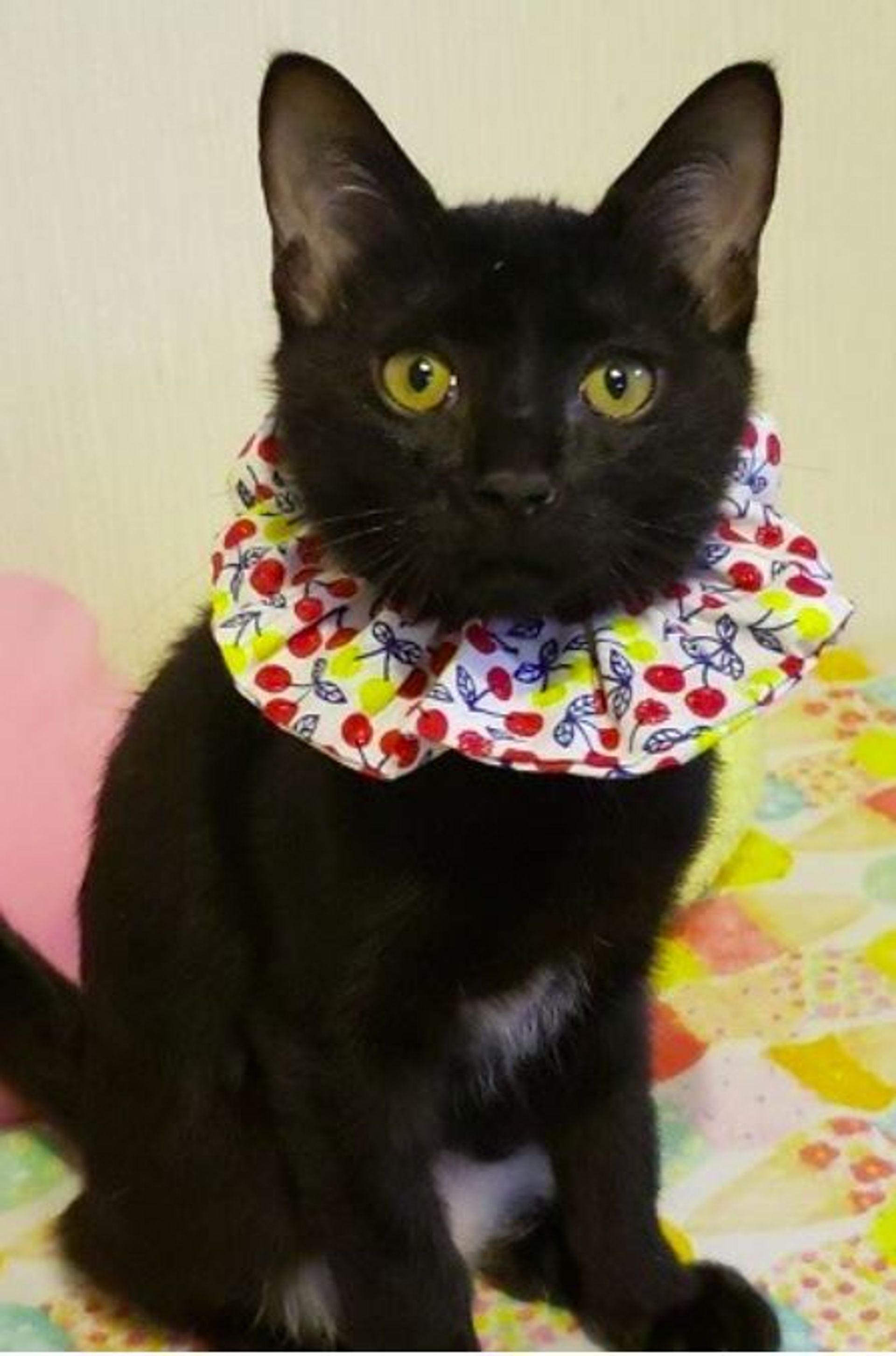 雑種（ミックス猫）・オスの里親募集の写真