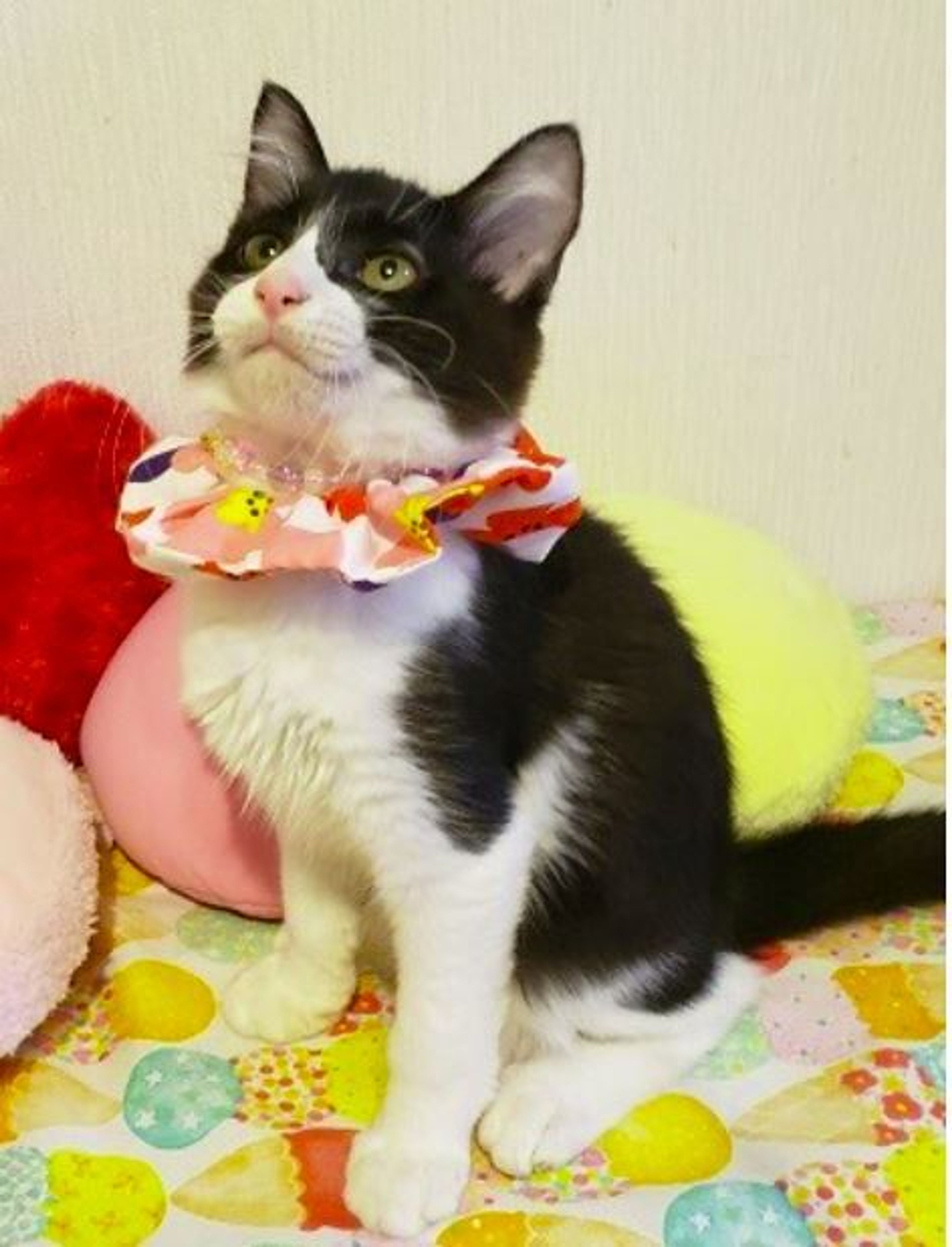 pet-image-2