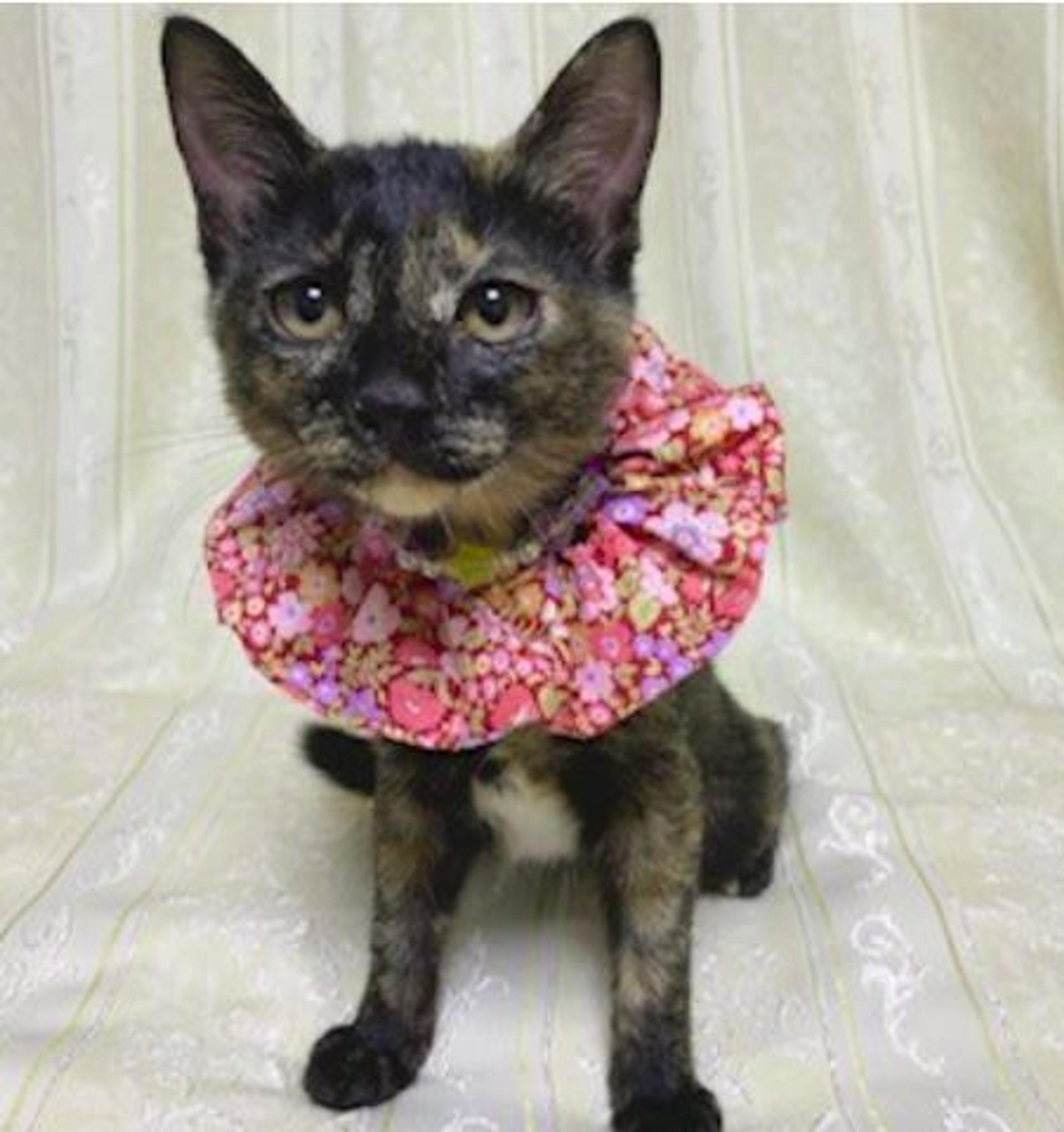 pet-image-5