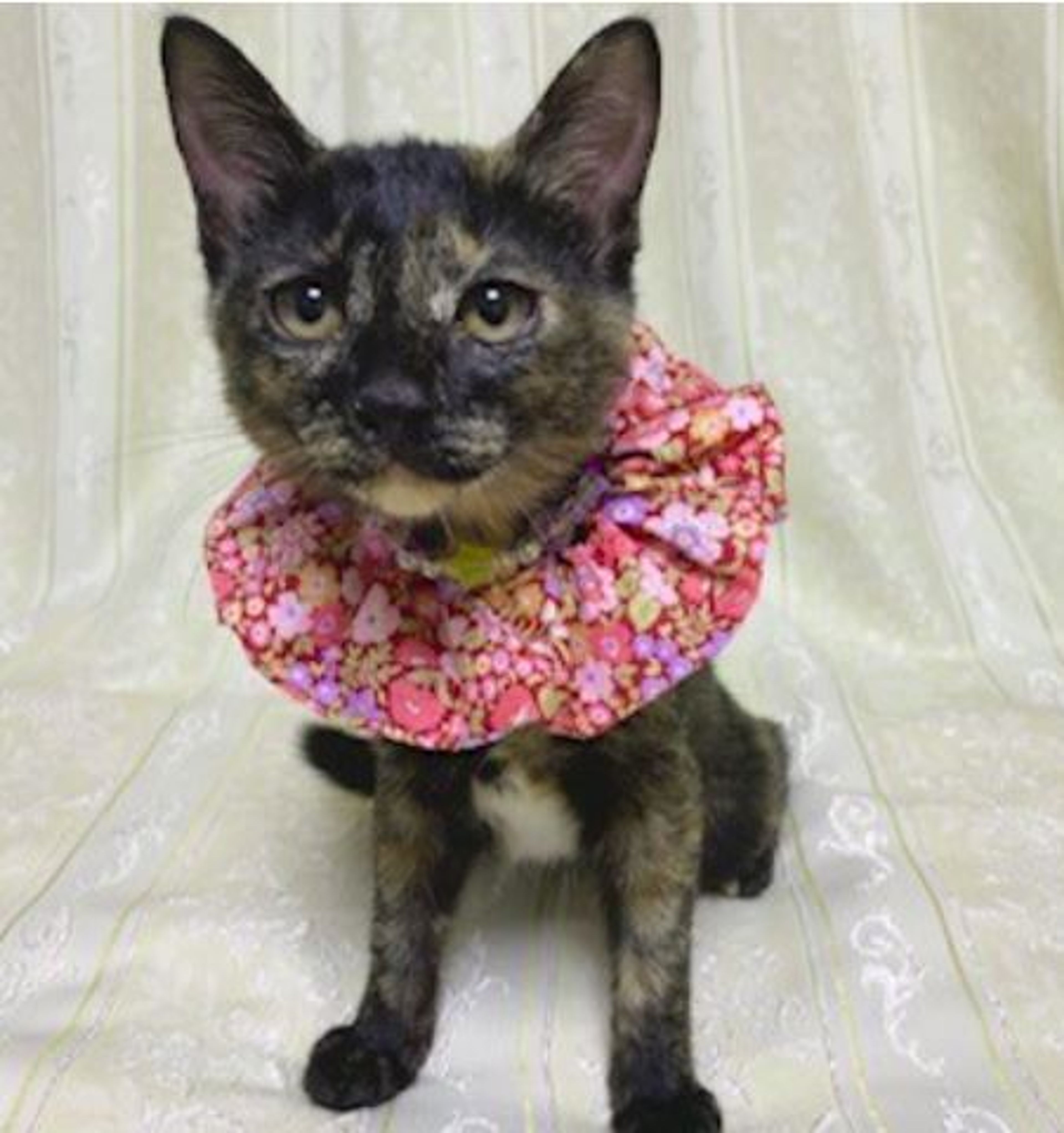pet-image-5