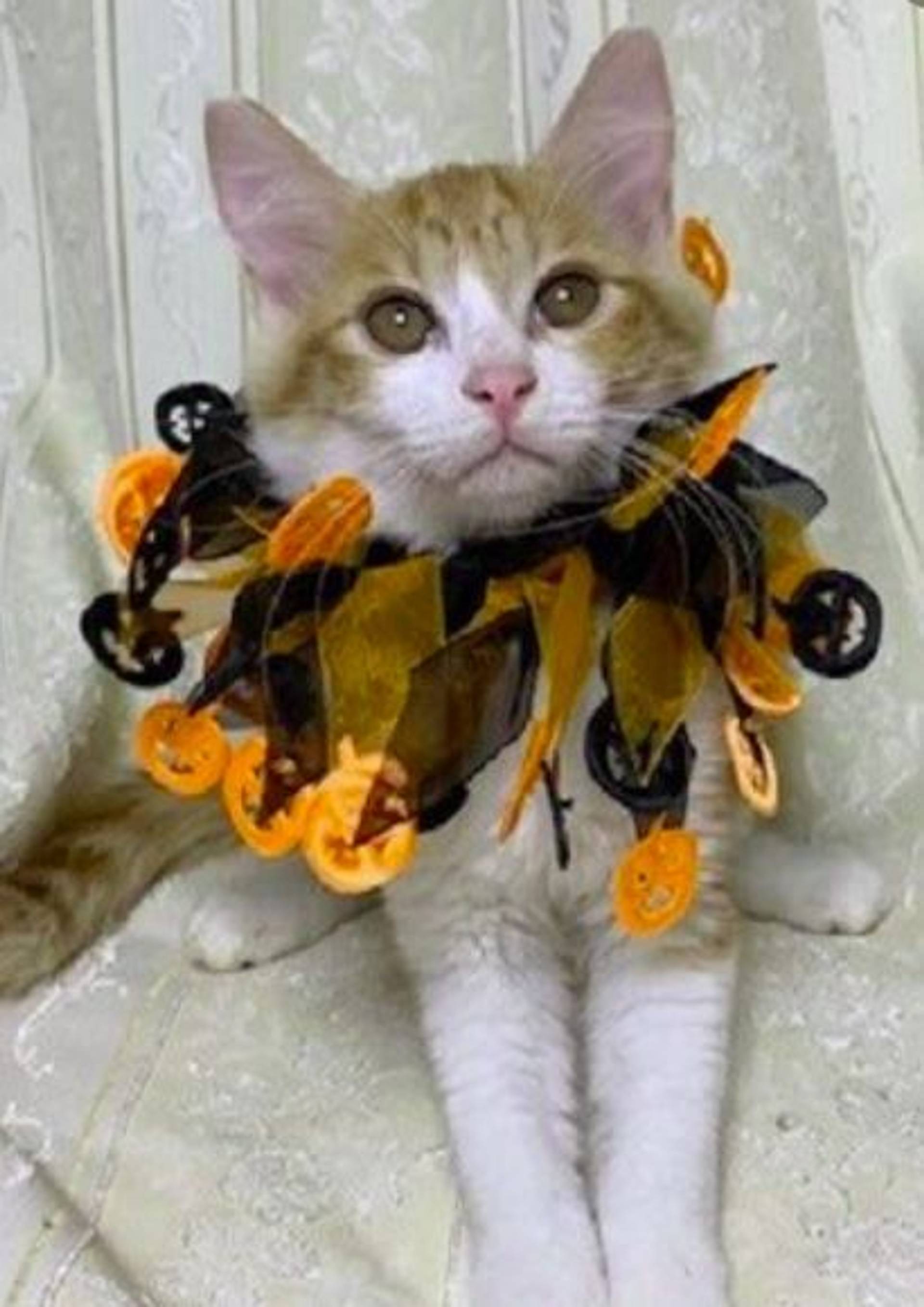 雑種（ミックス猫）・オスの里親募集の写真