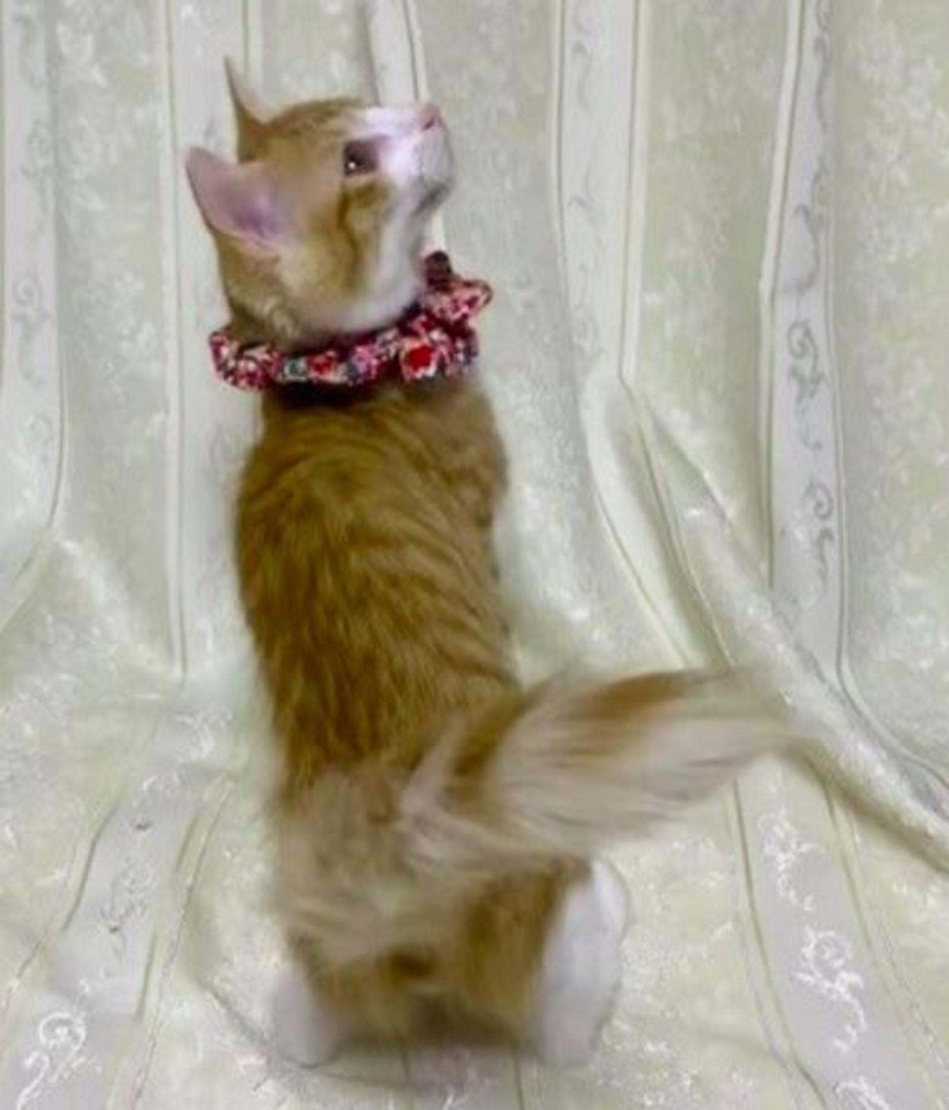 pet-image-3