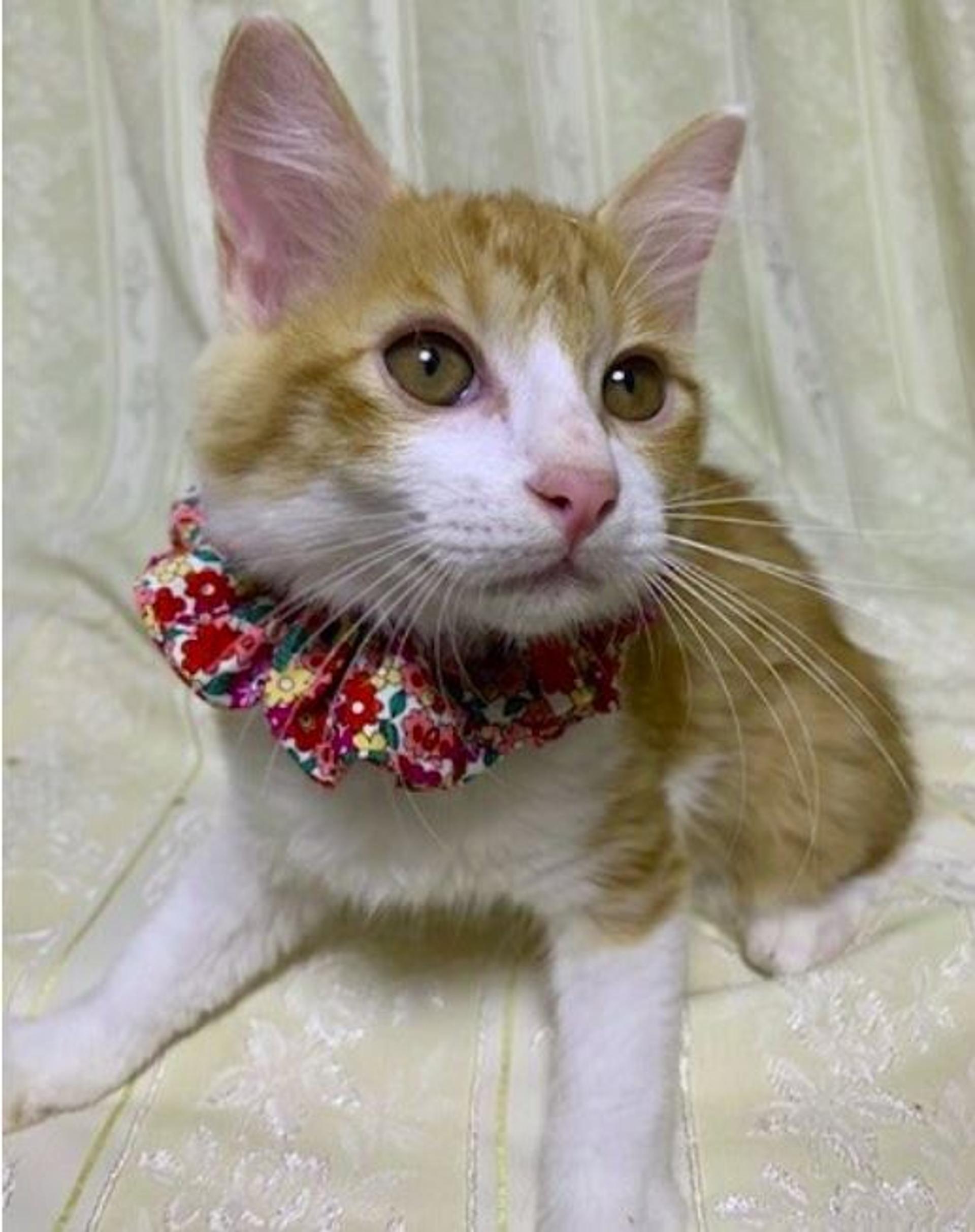 pet-image-4