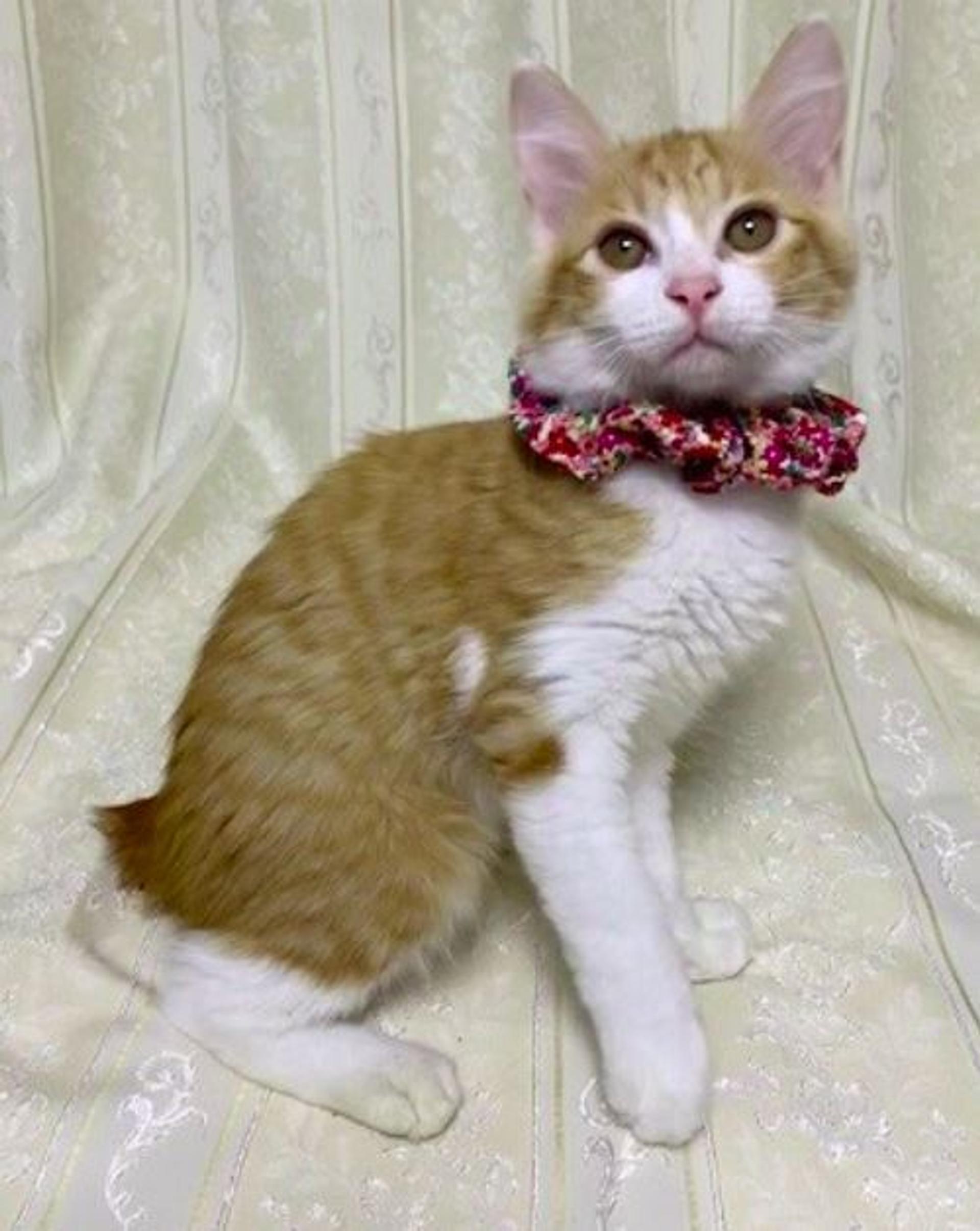 pet-image-7