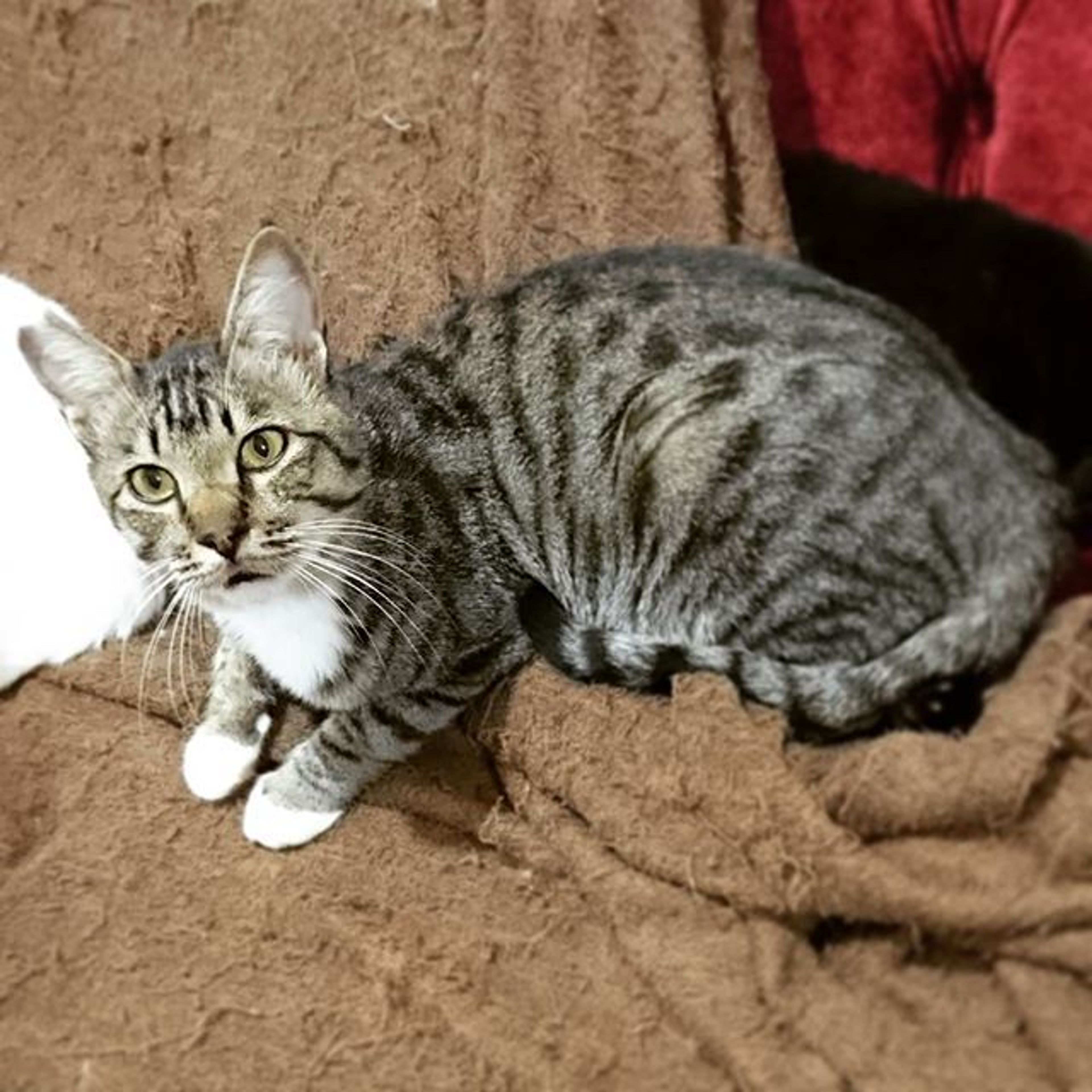 雑種（ミックス猫）・オスの里親募集の写真