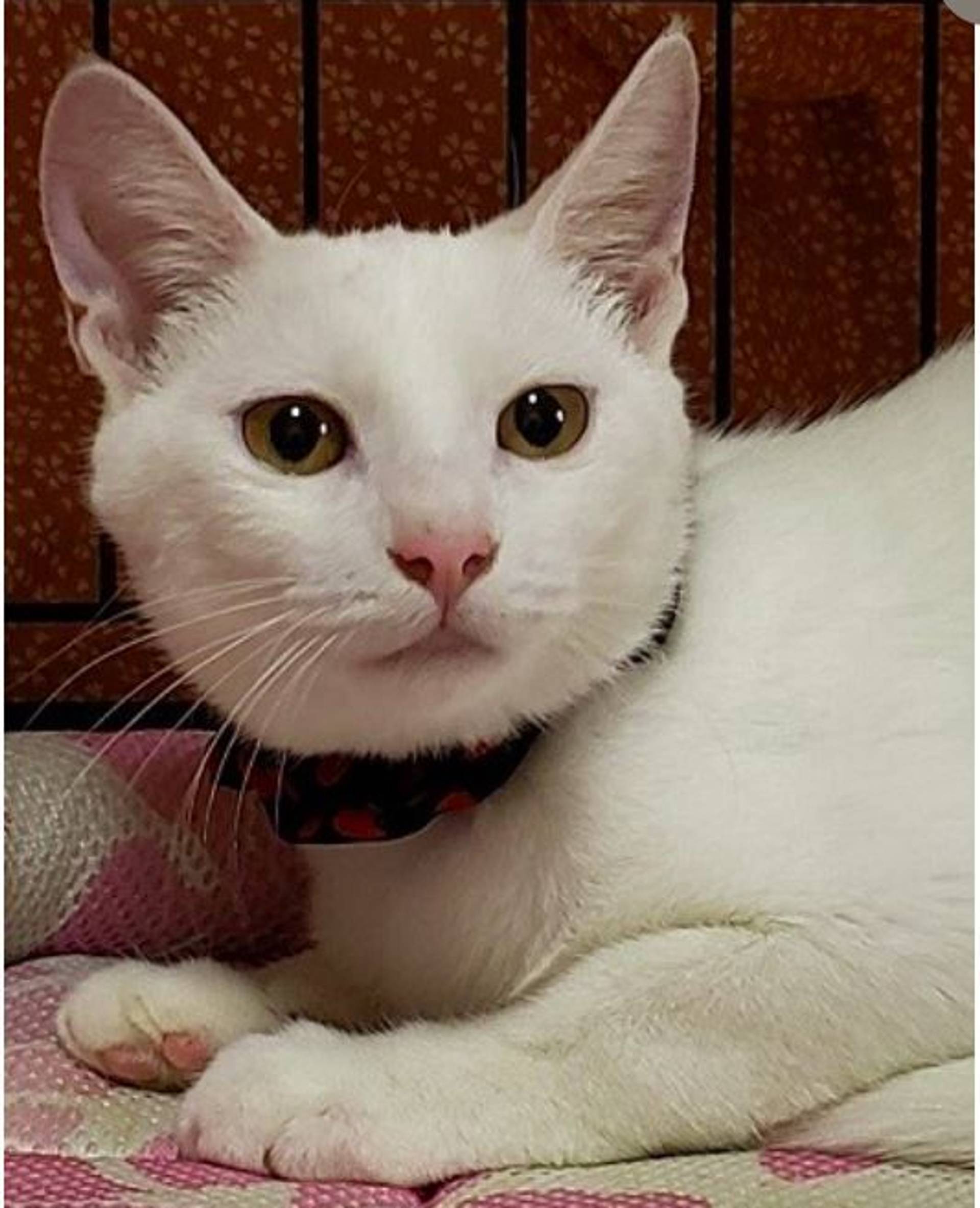 雑種（ミックス猫）・メスの里親募集の写真