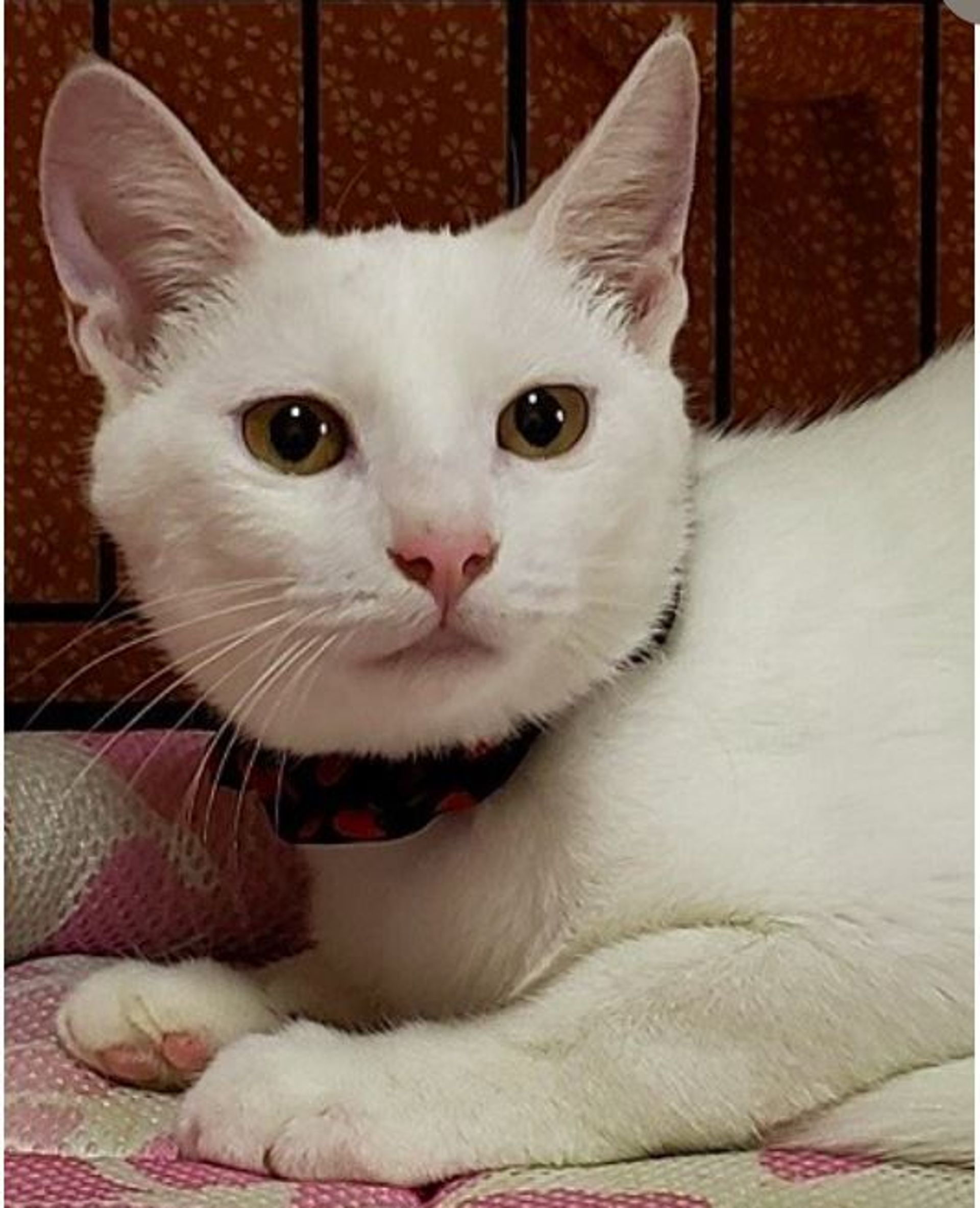 雑種（ミックス猫）・メスの里親募集の写真