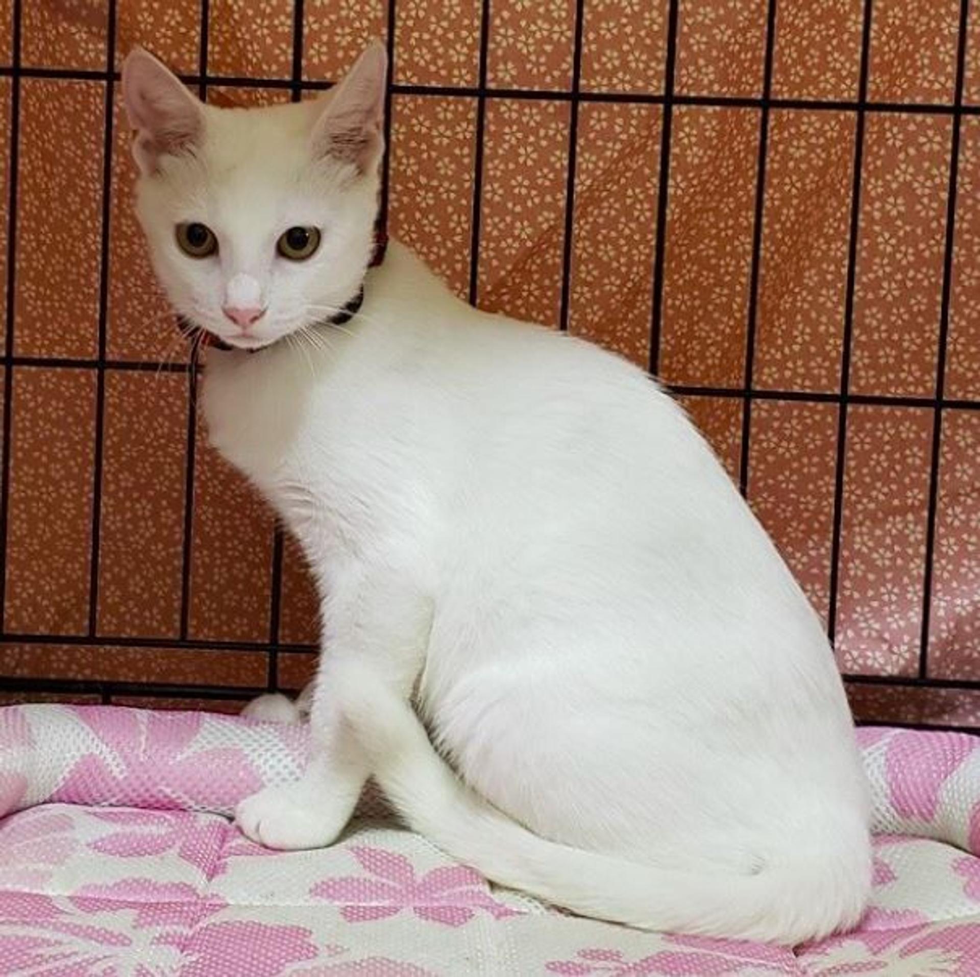 pet-image-4