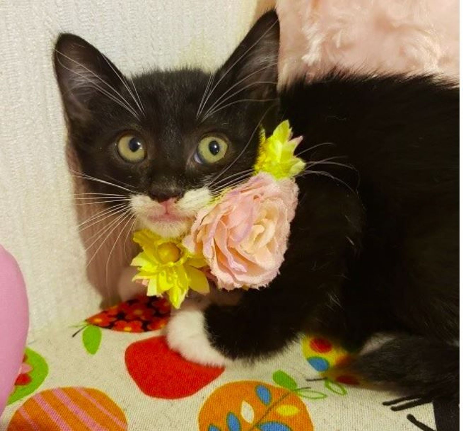 雑種（ミックス猫）・メスの里親募集の写真