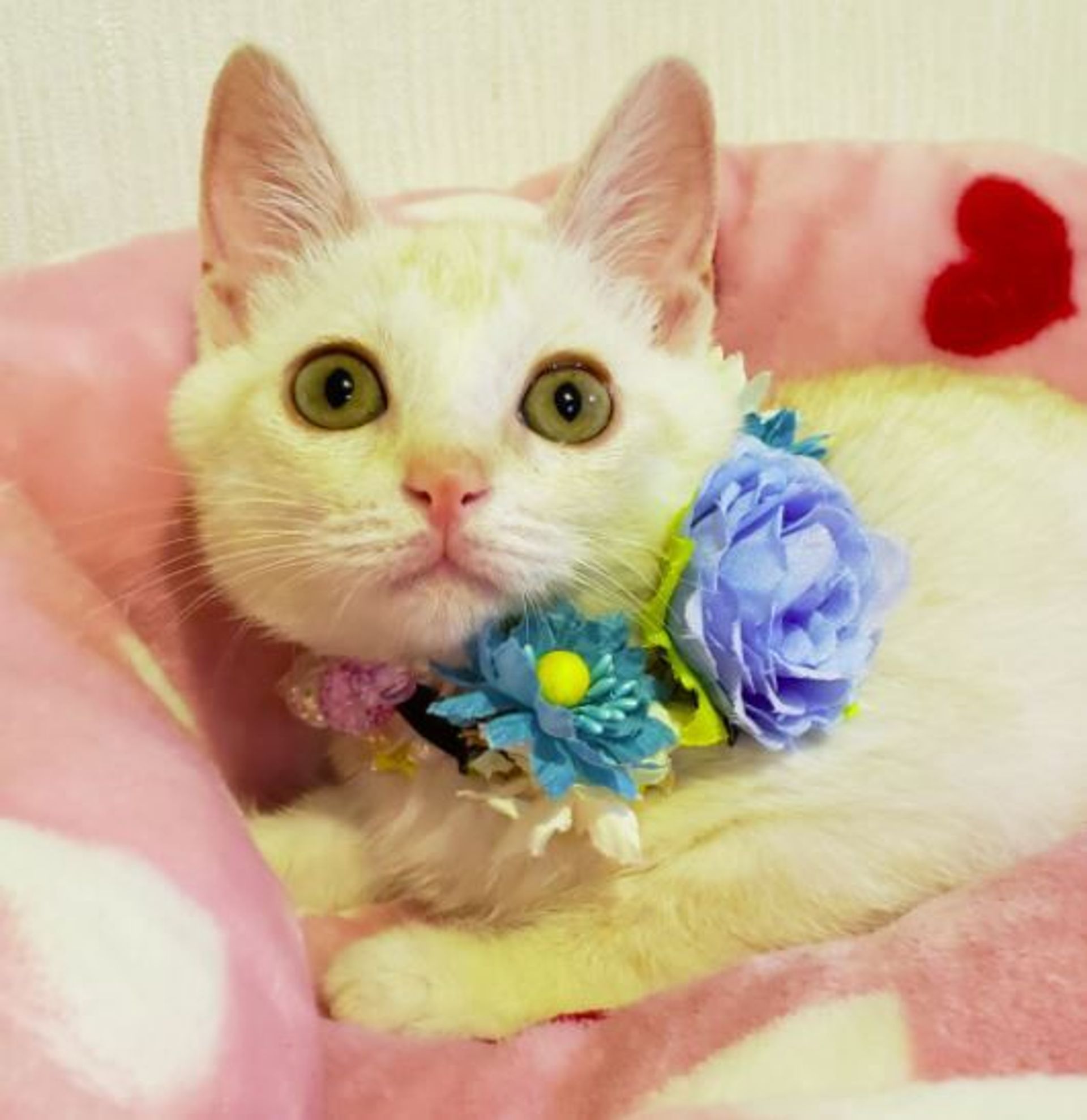 雑種（ミックス猫）・メスの里親募集の写真