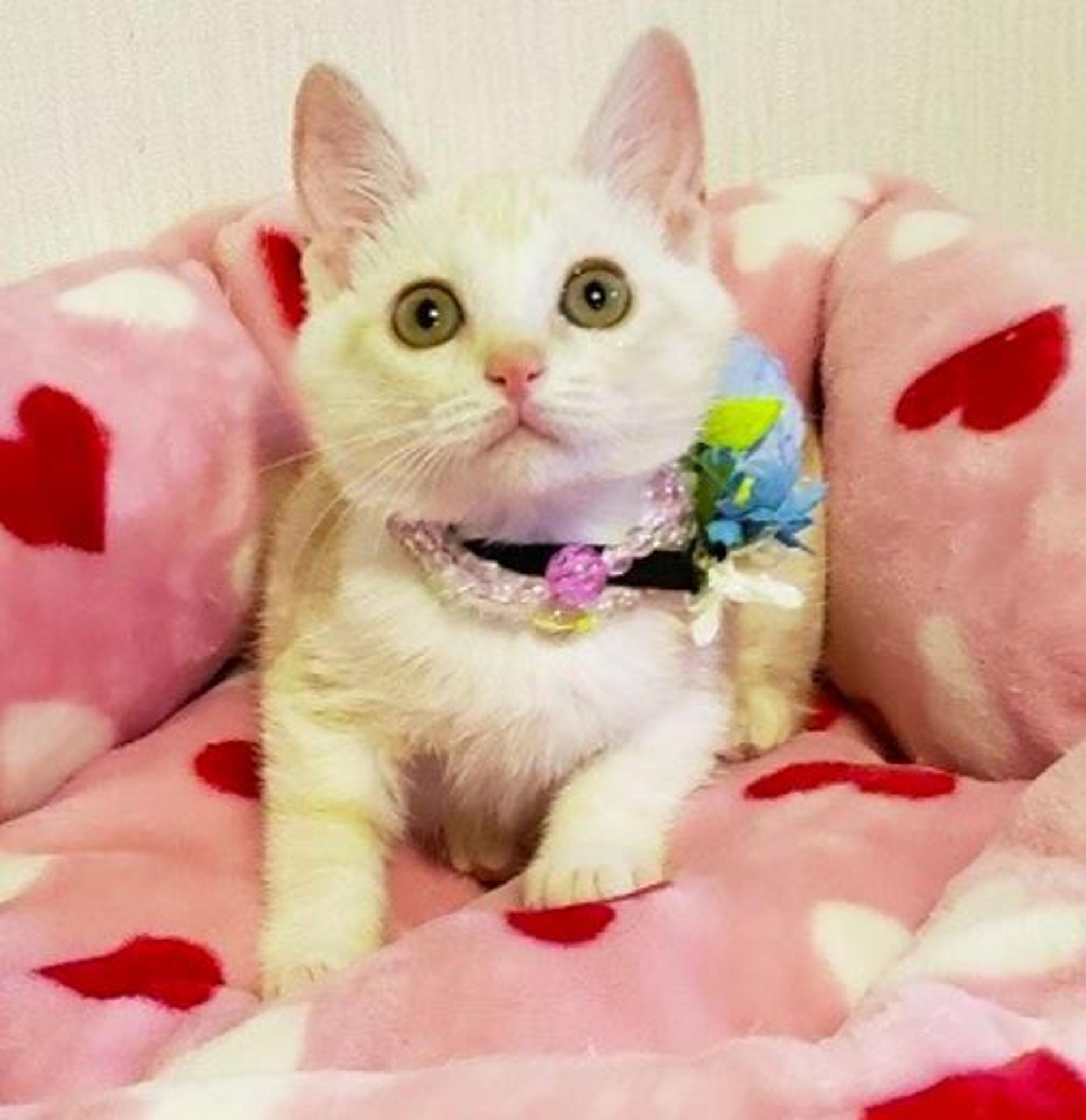 pet-image-3