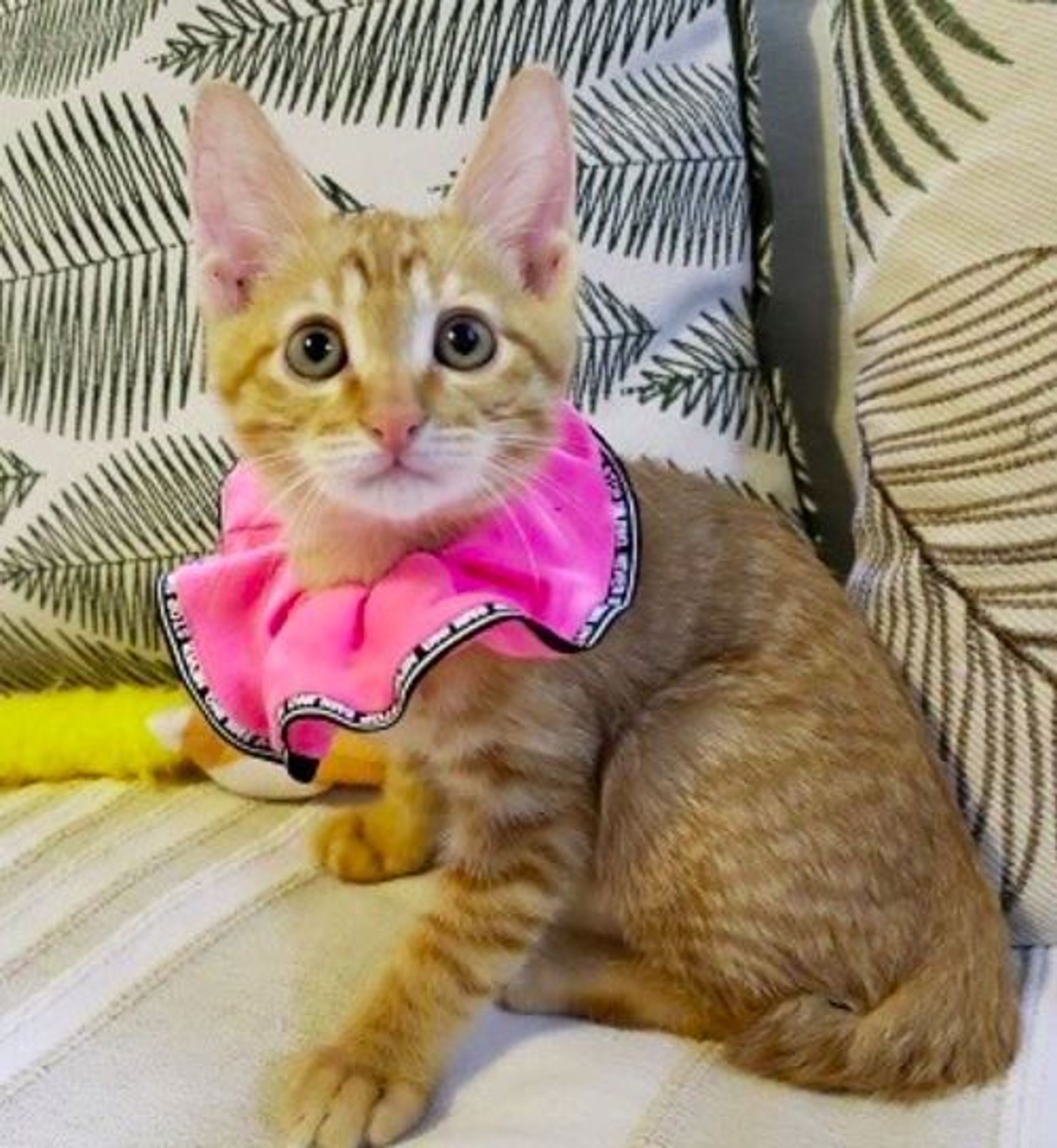 雑種（ミックス猫）・オスの里親募集の写真
