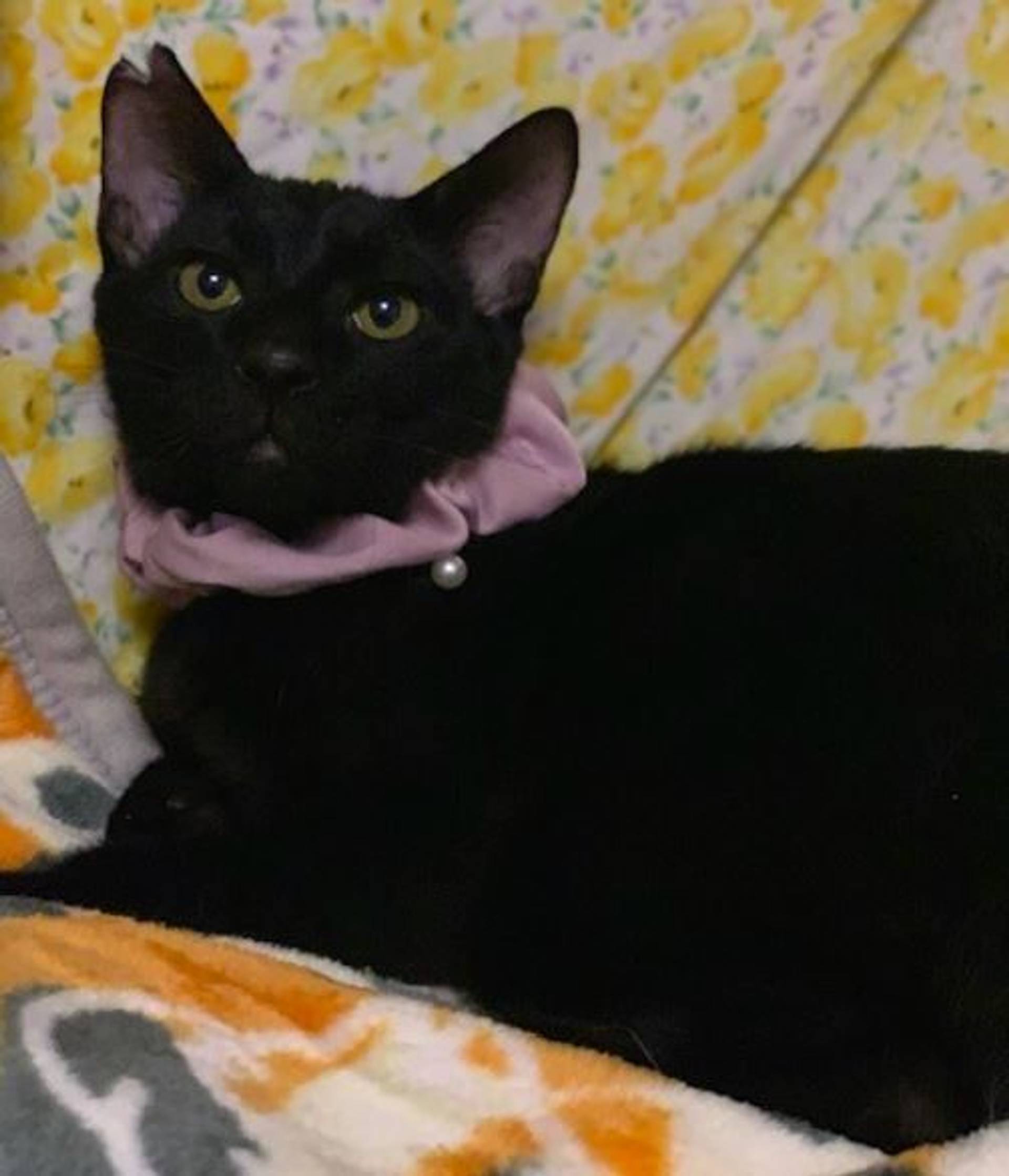 雑種（ミックス猫）・オスの里親募集の写真