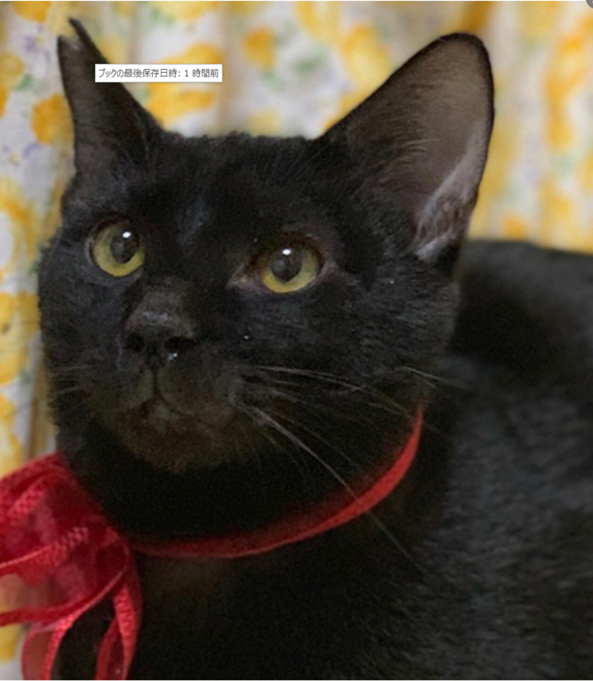 pet-image-2