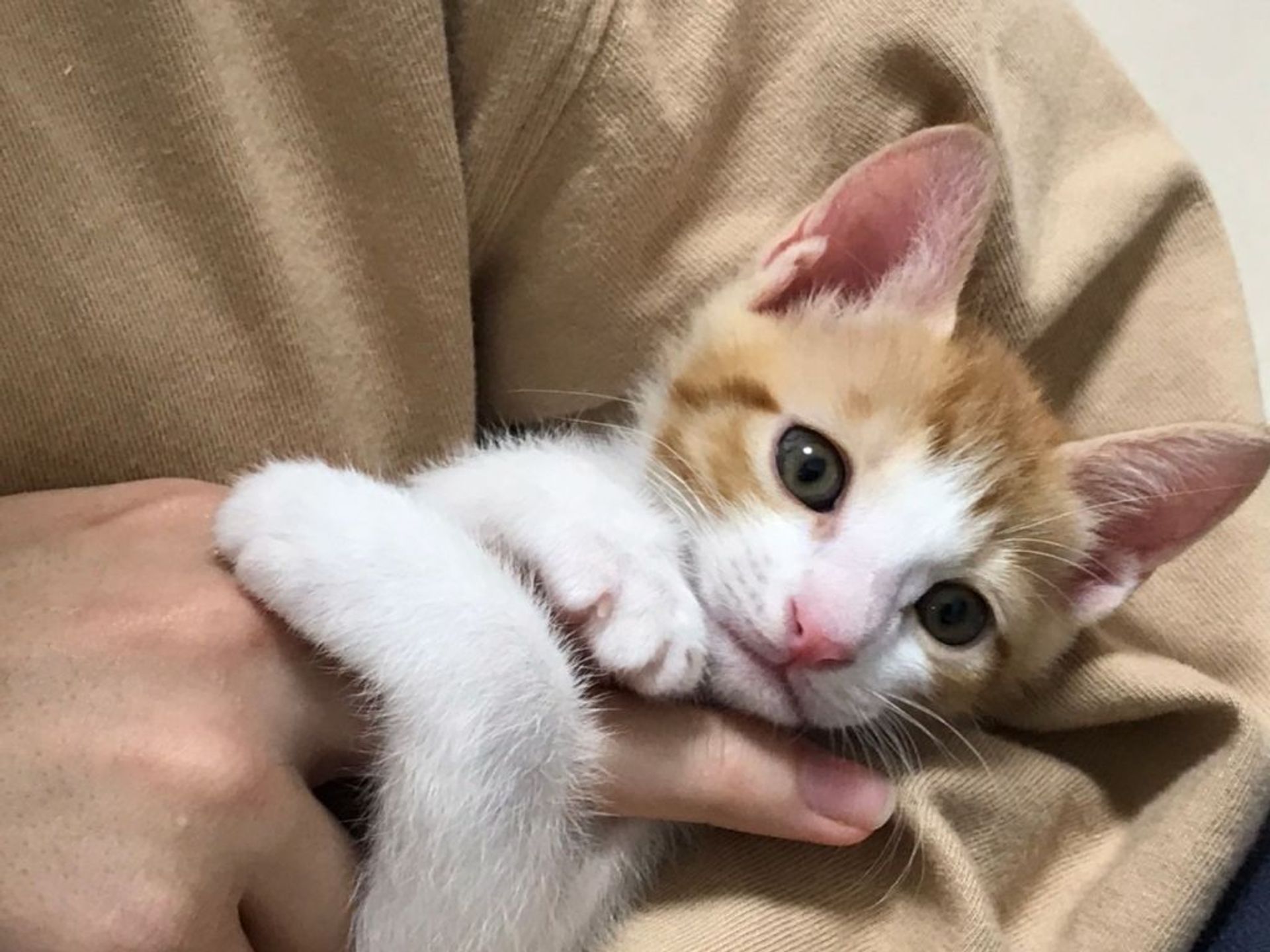雑種（ミックス猫）・オスの里親募集の写真