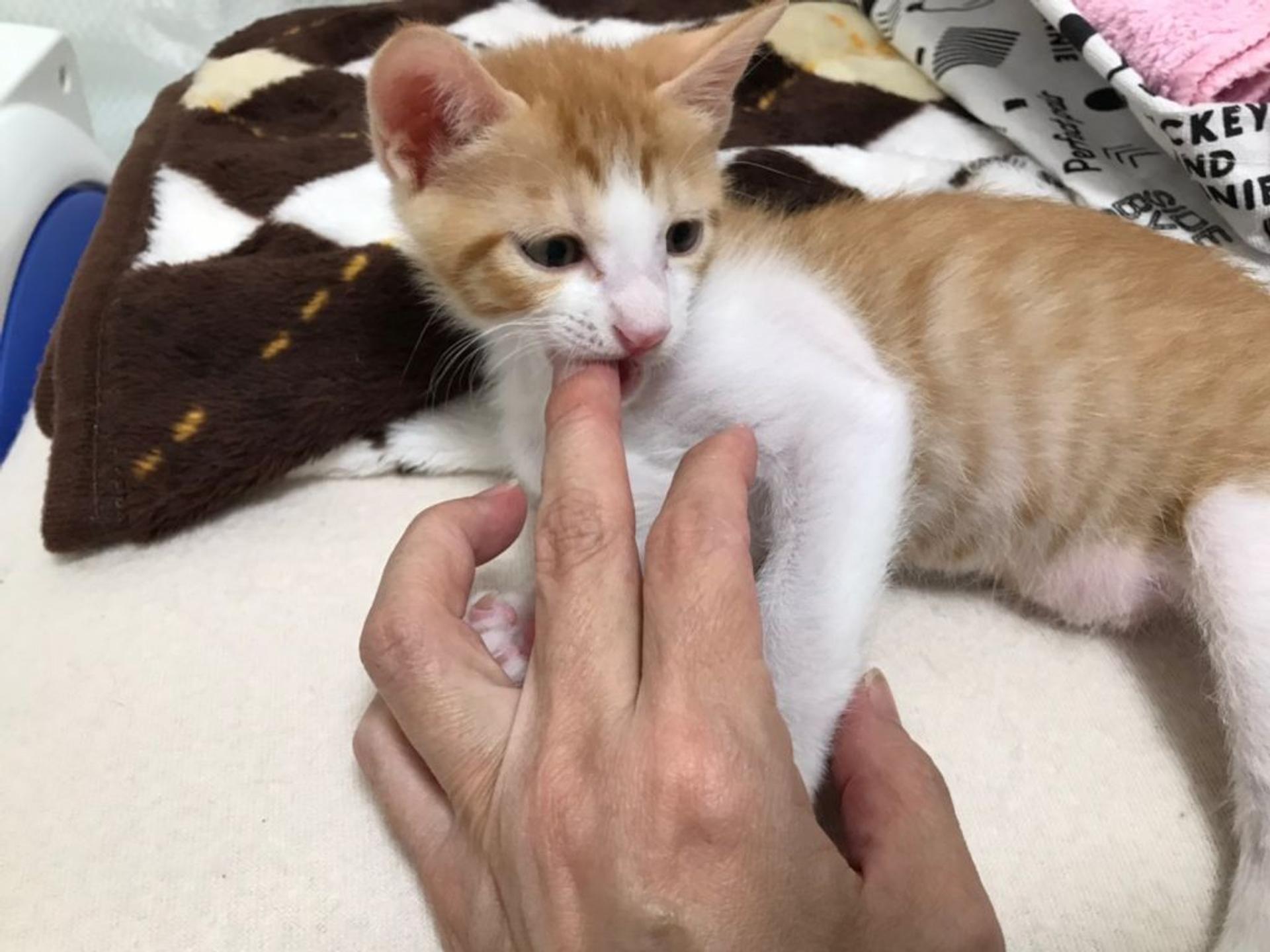 pet-image-2