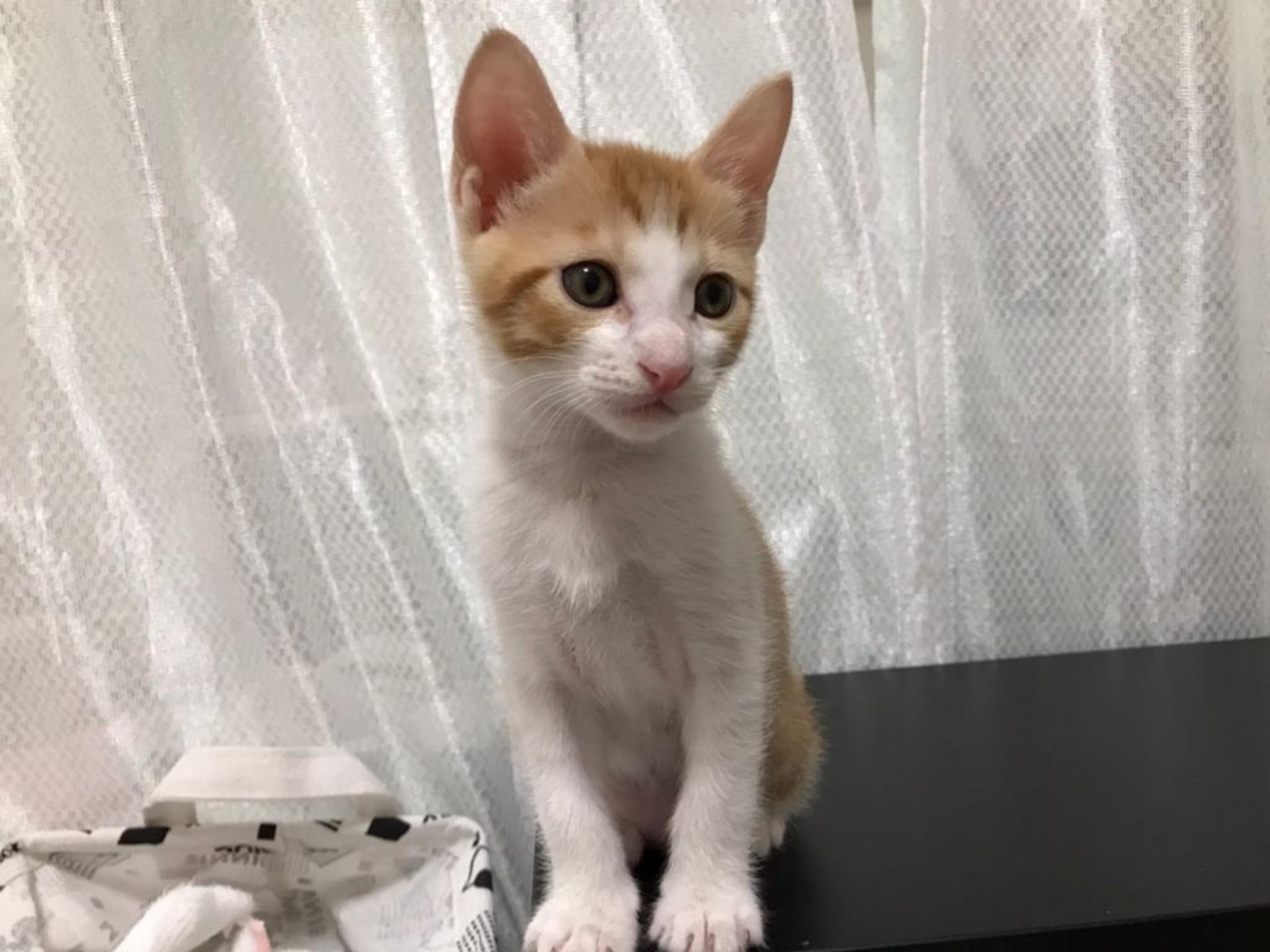pet-image-3