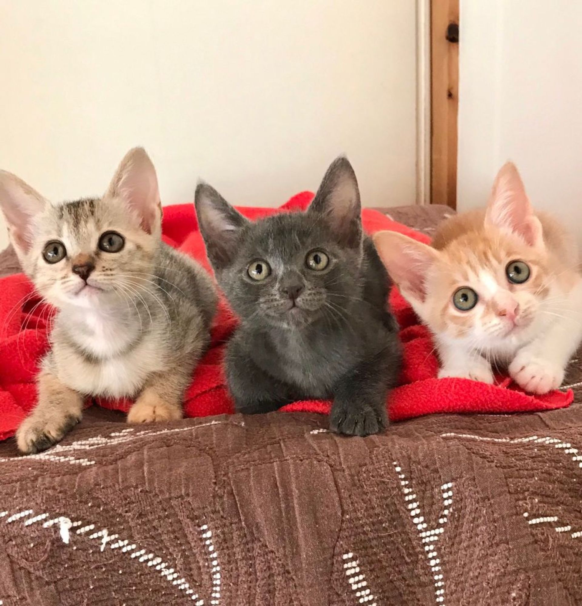 雑種（ミックス猫）・オスの里親募集の写真