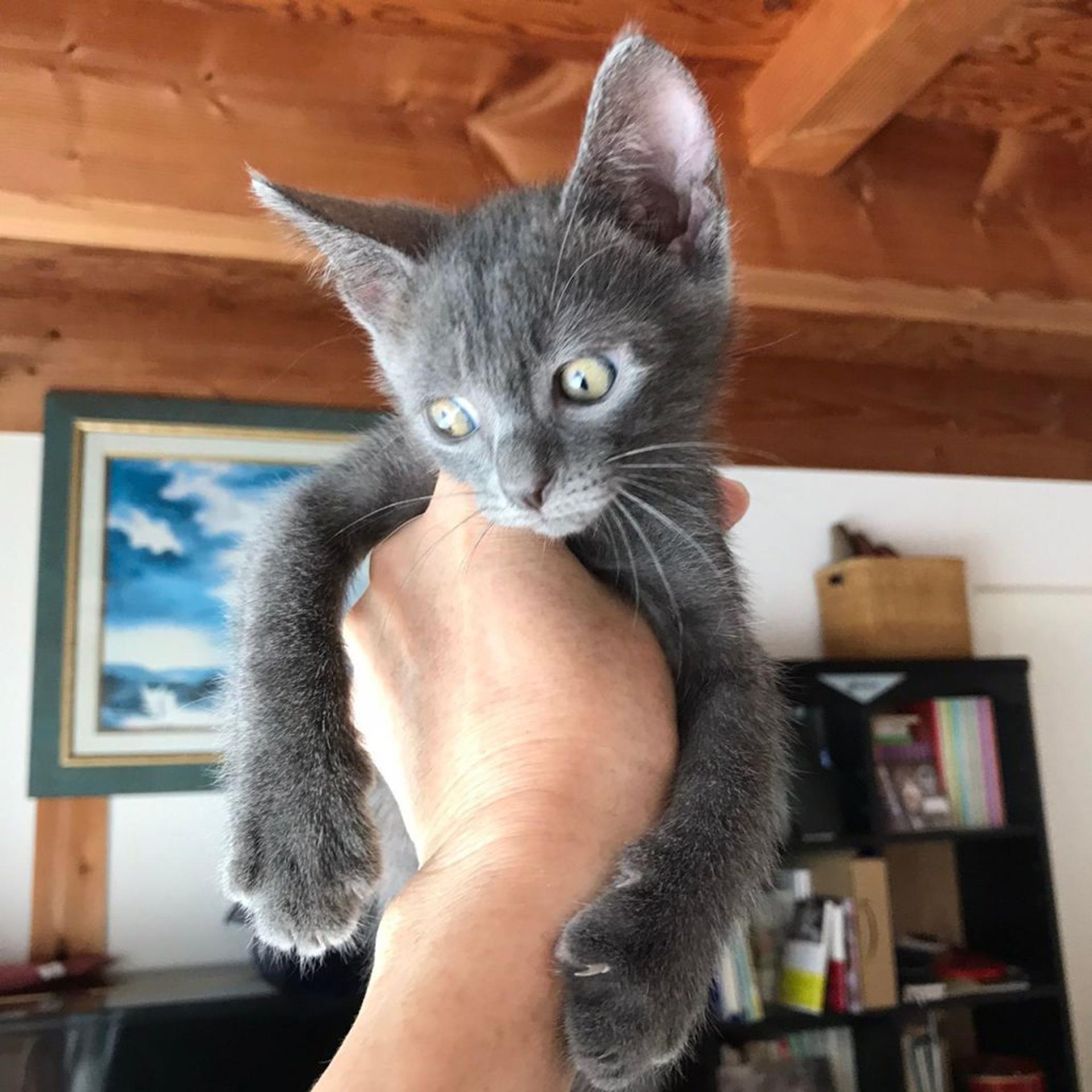 pet-image-4
