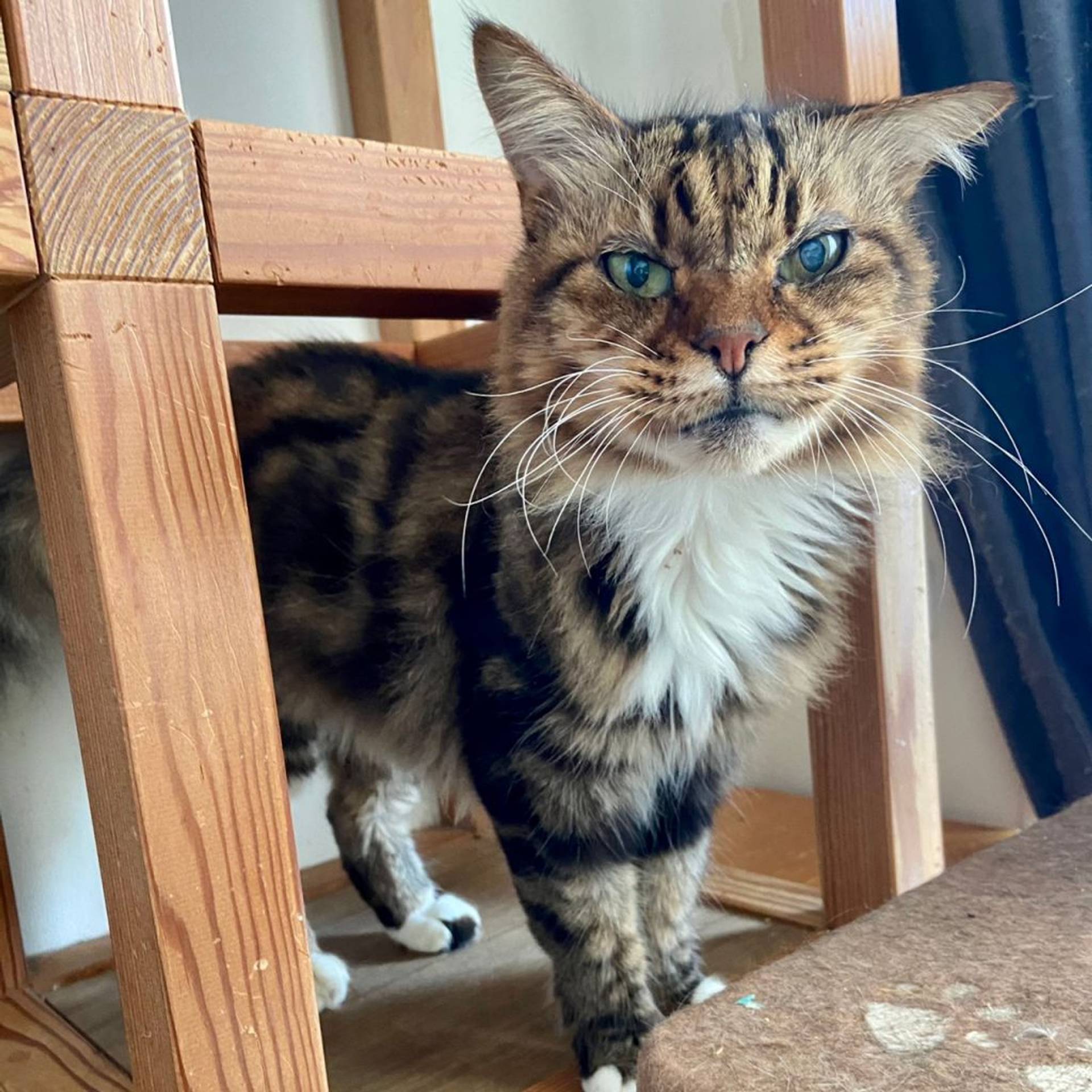 雑種（ミックス猫）・オスの里親募集の写真