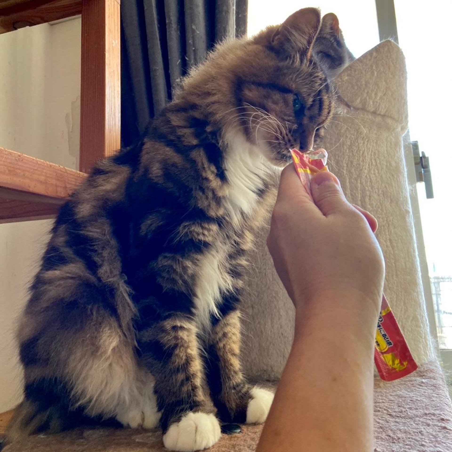 pet-image-5