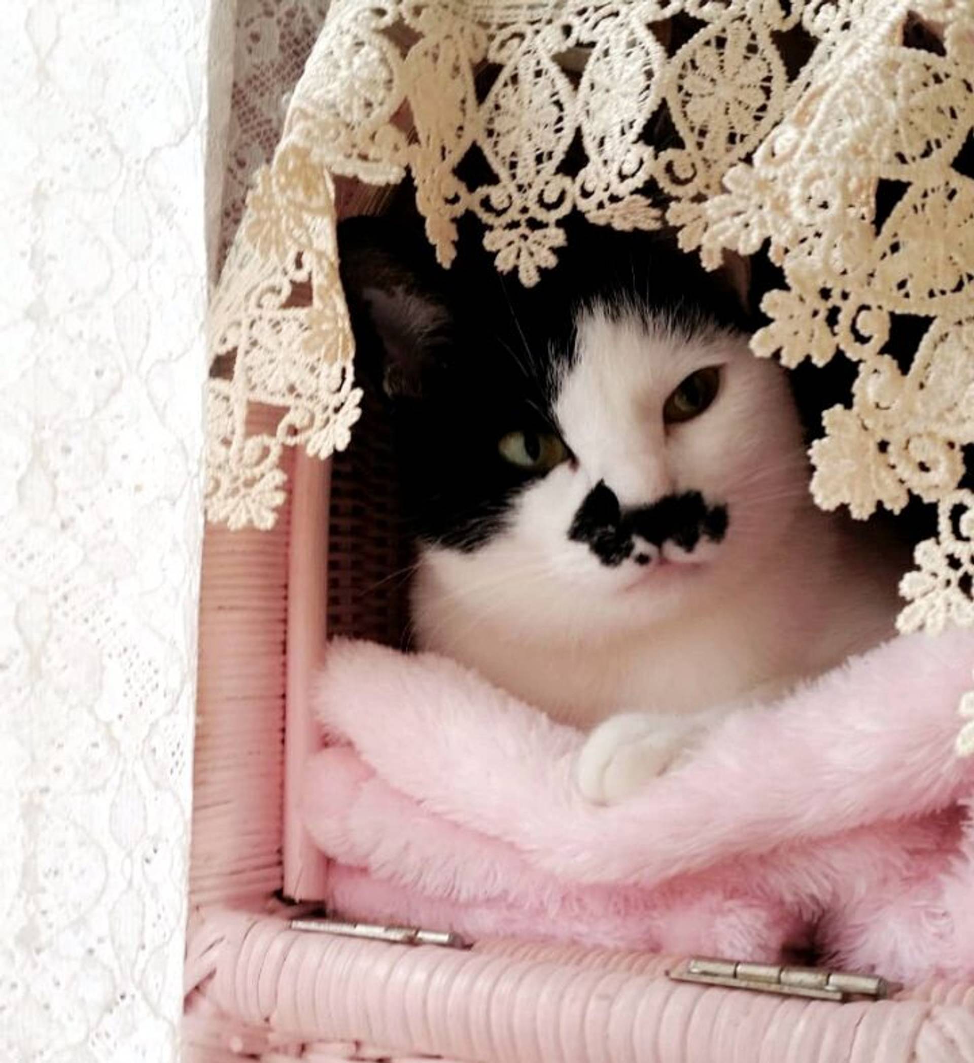 雑種（ミックス猫）・メスの里親募集の写真