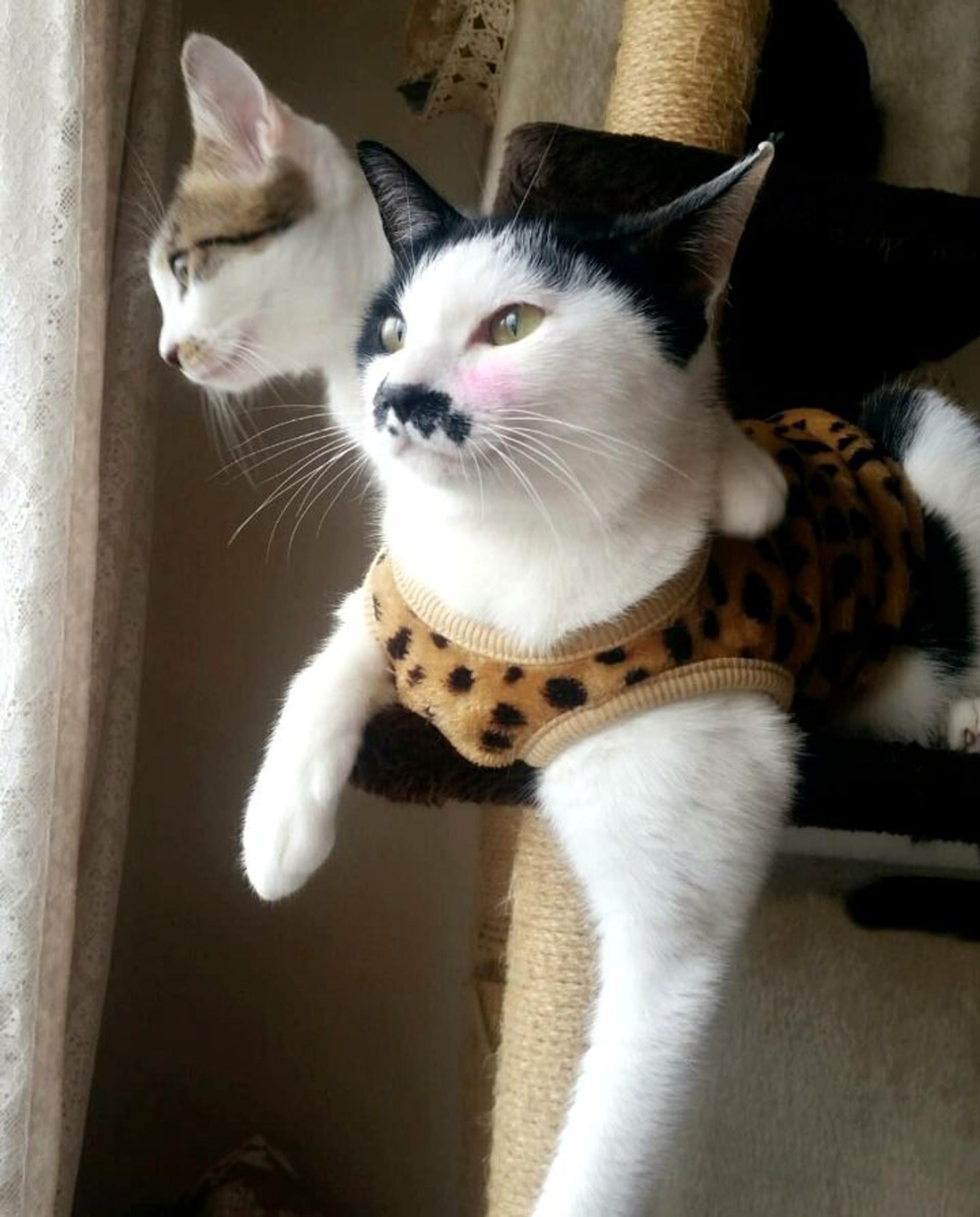 pet-image-5