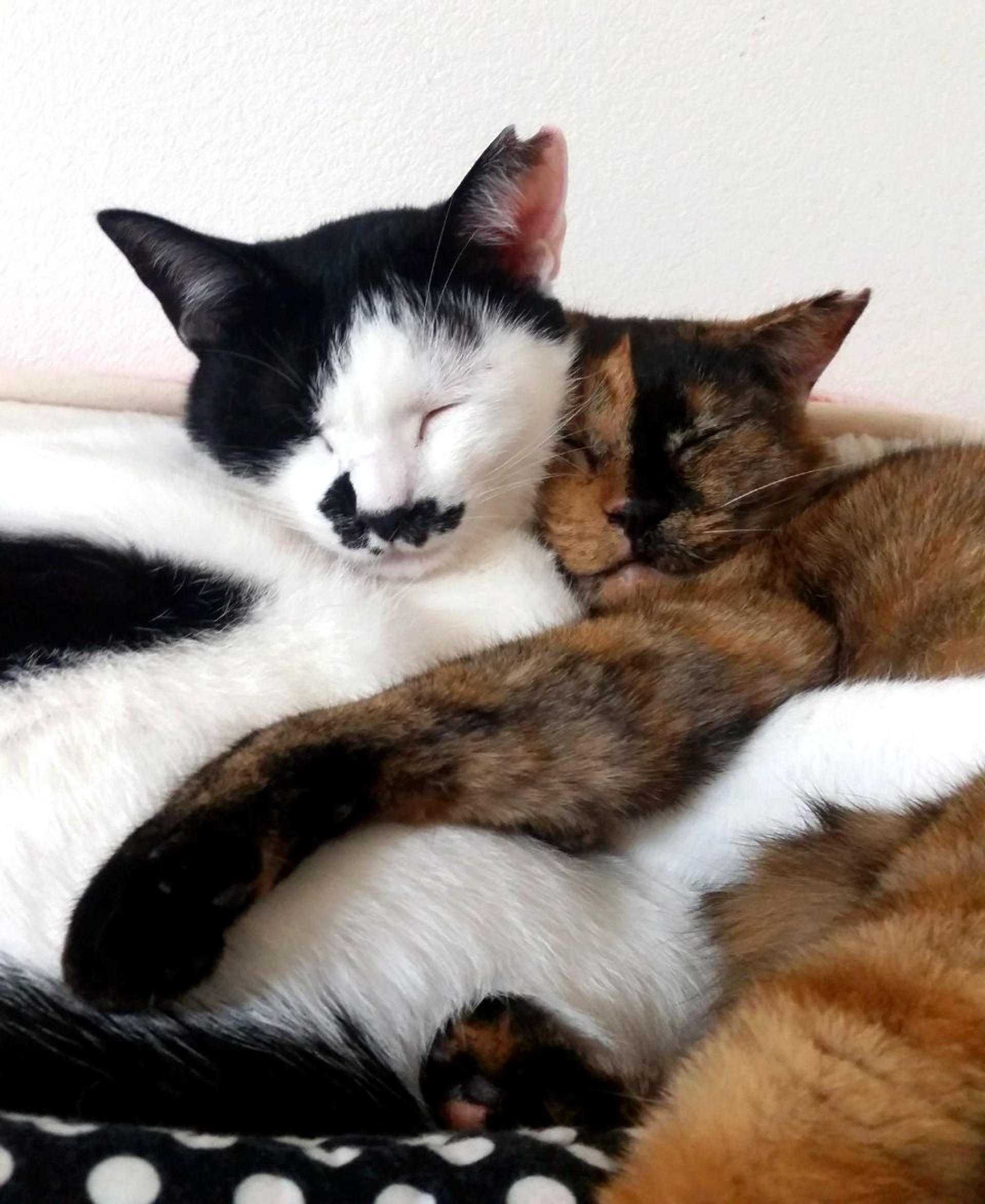 pet-image-7