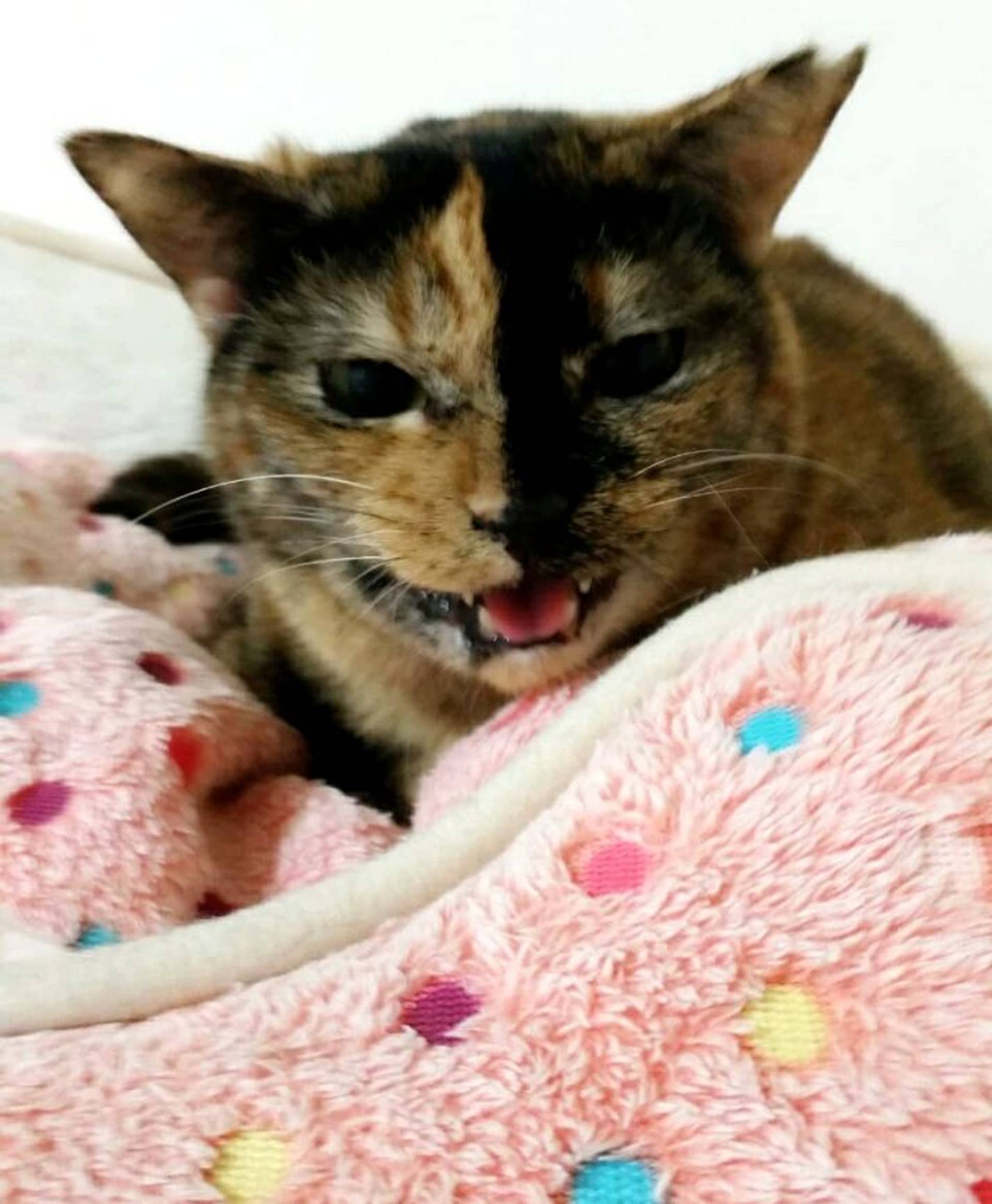 雑種（ミックス猫）・メスの里親募集の写真