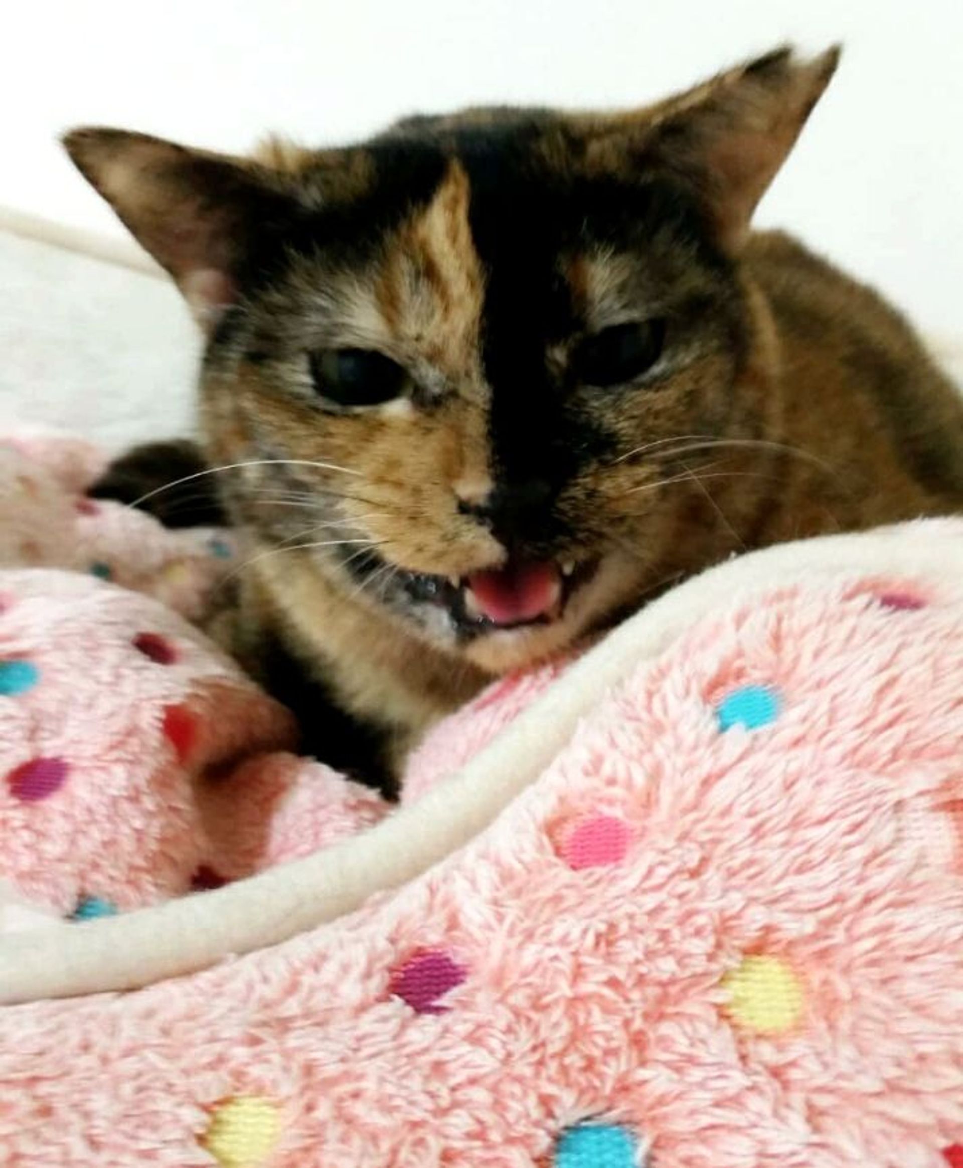 雑種（ミックス猫）・メスの里親募集の写真