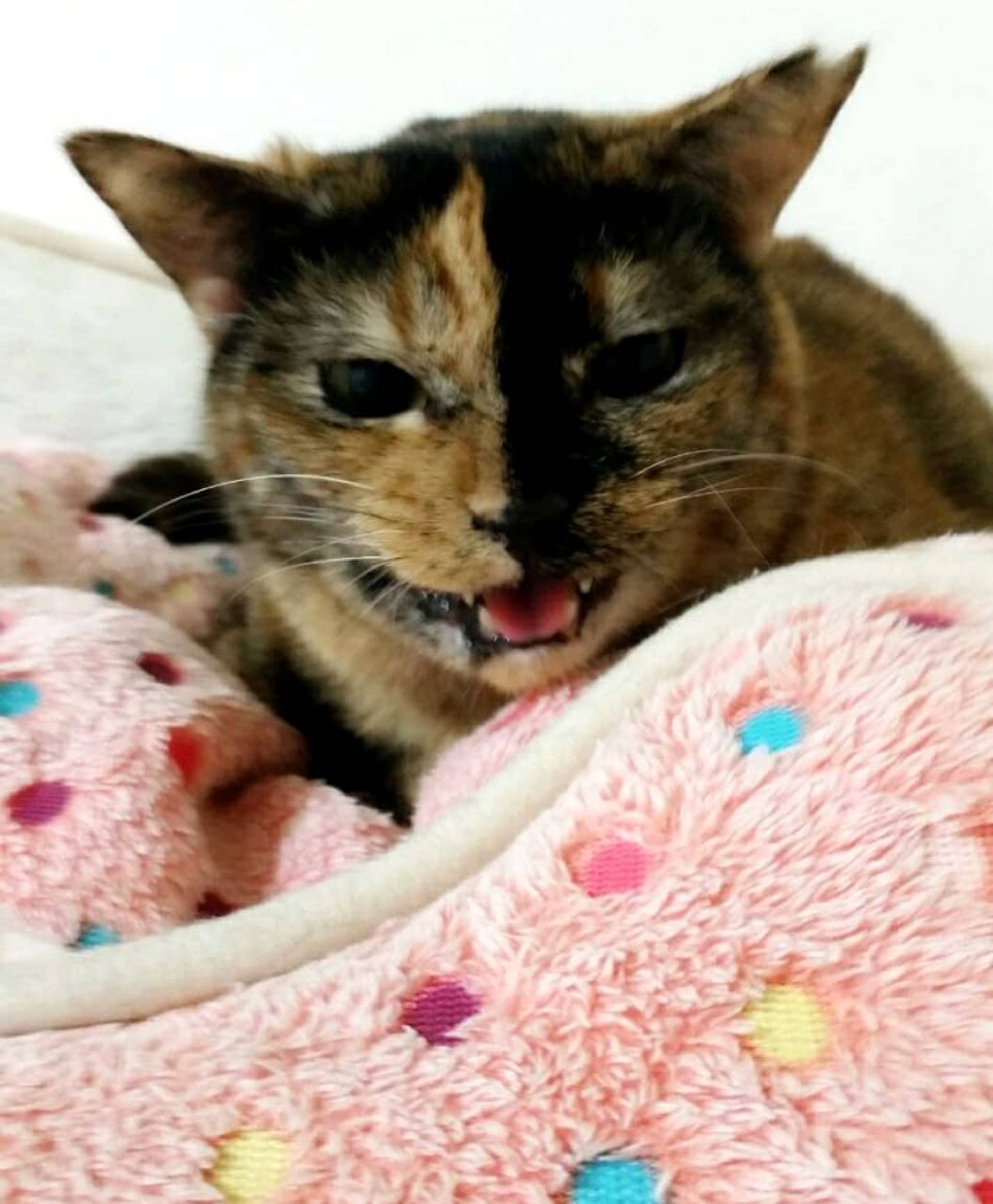 雑種（ミックス猫）・メスの里親募集の写真