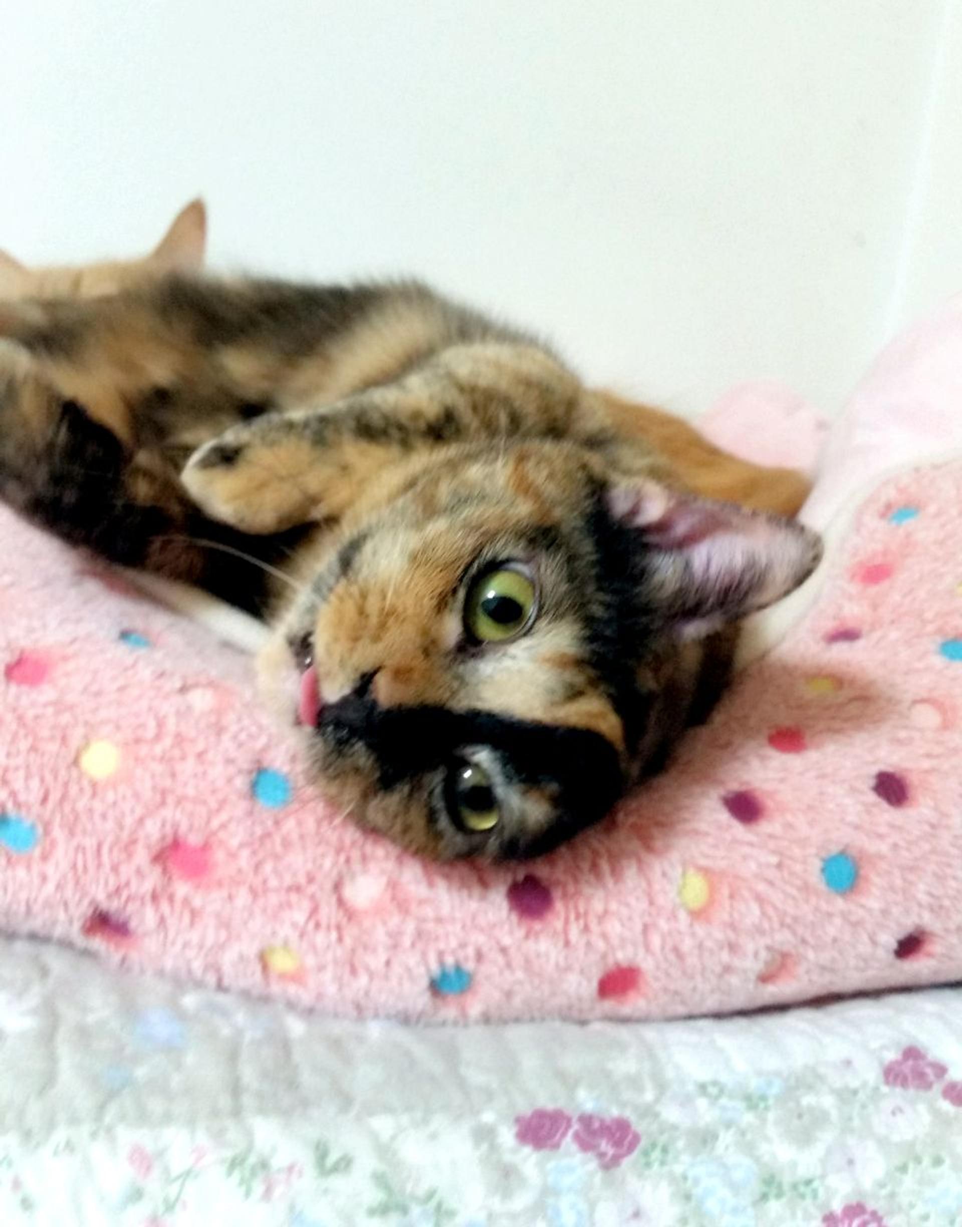 pet-image-3