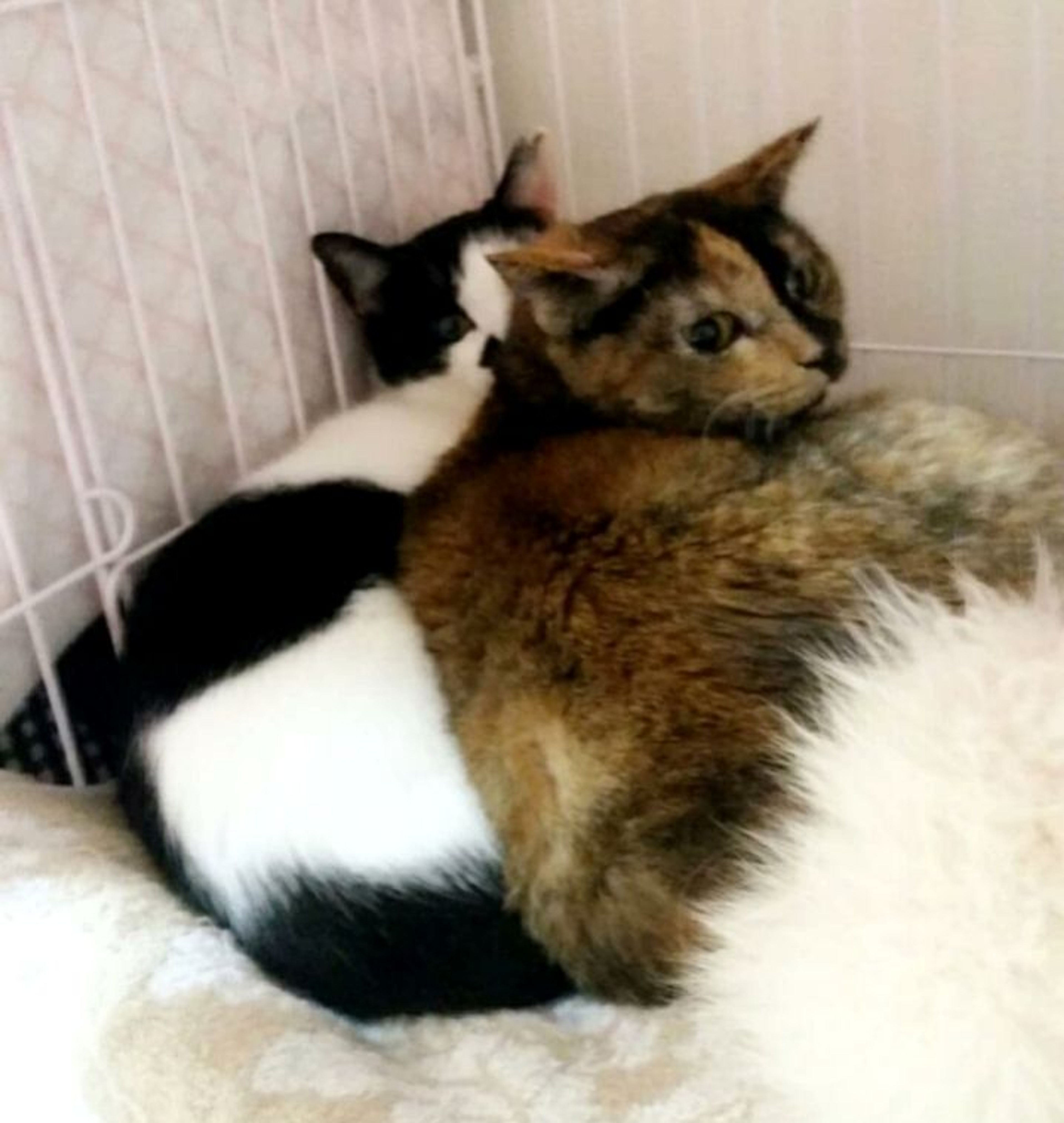 image-6
