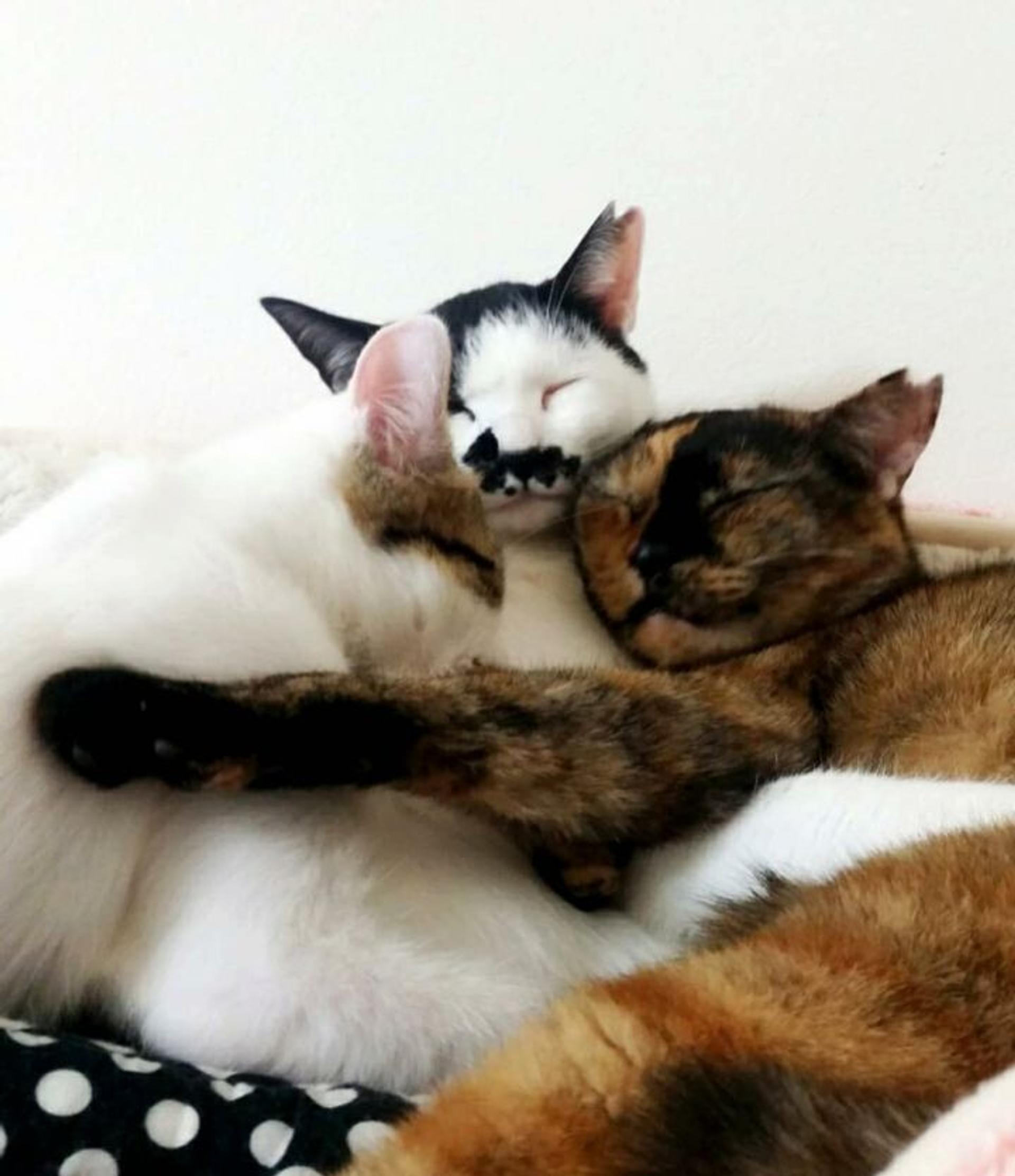 pet-image-8