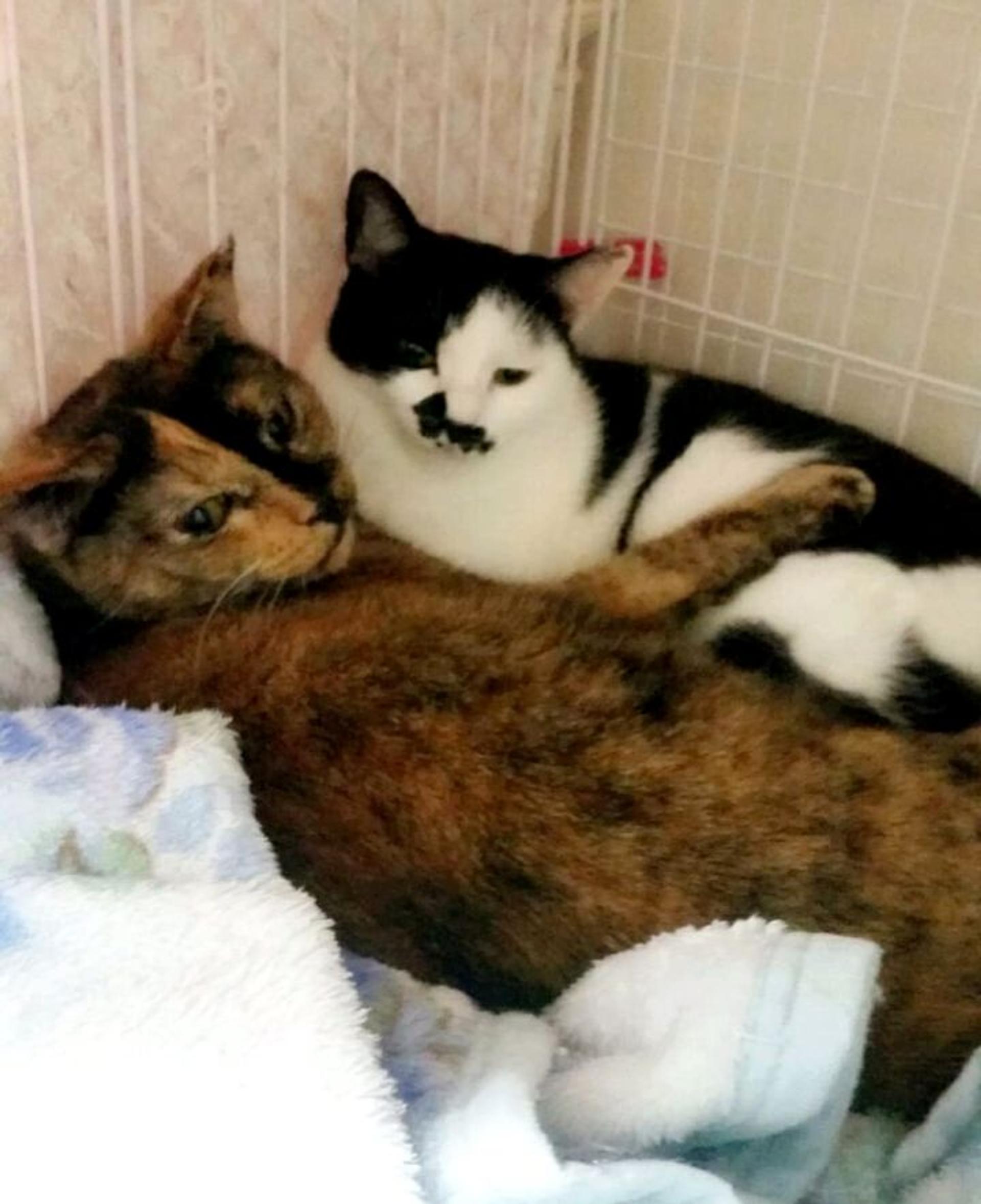 pet-image-9