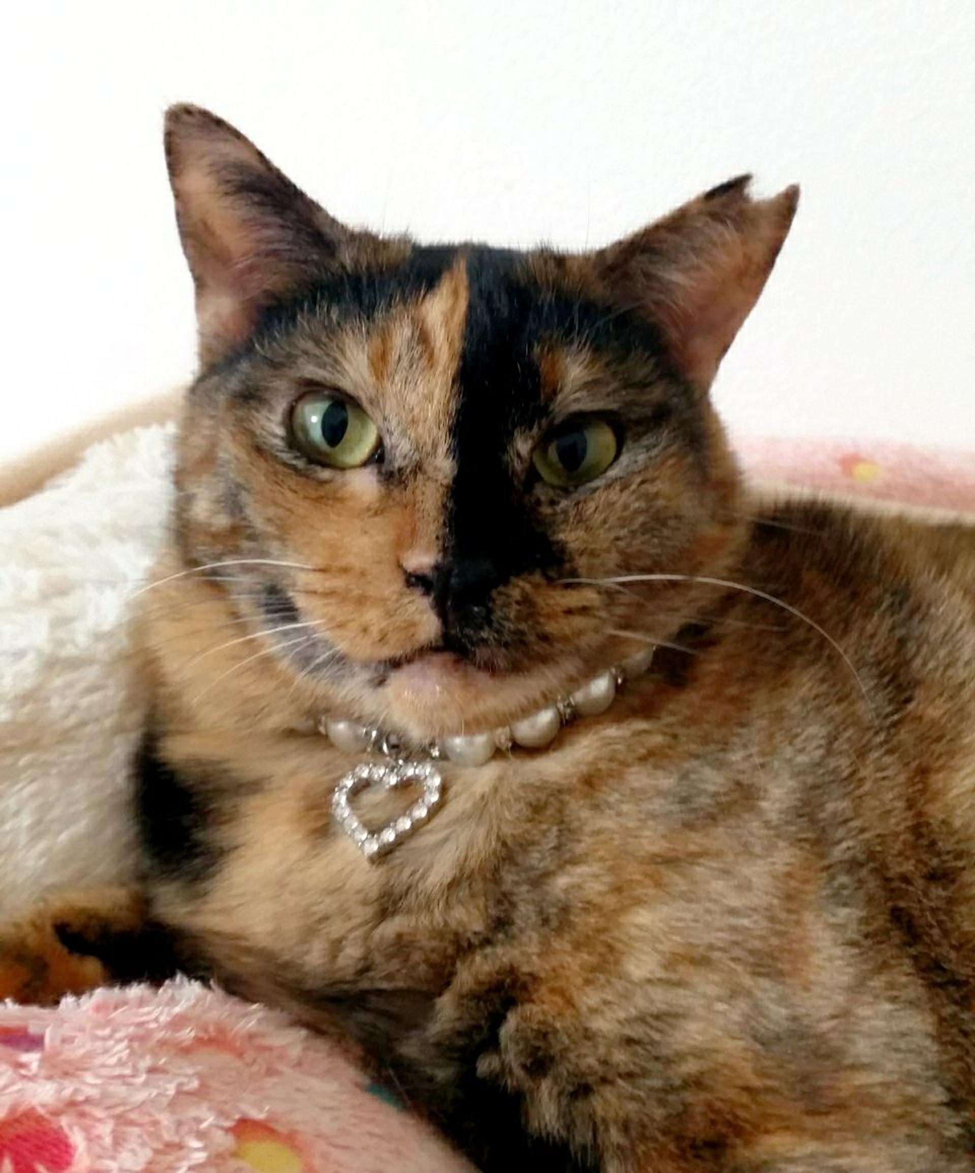 pet-image-10
