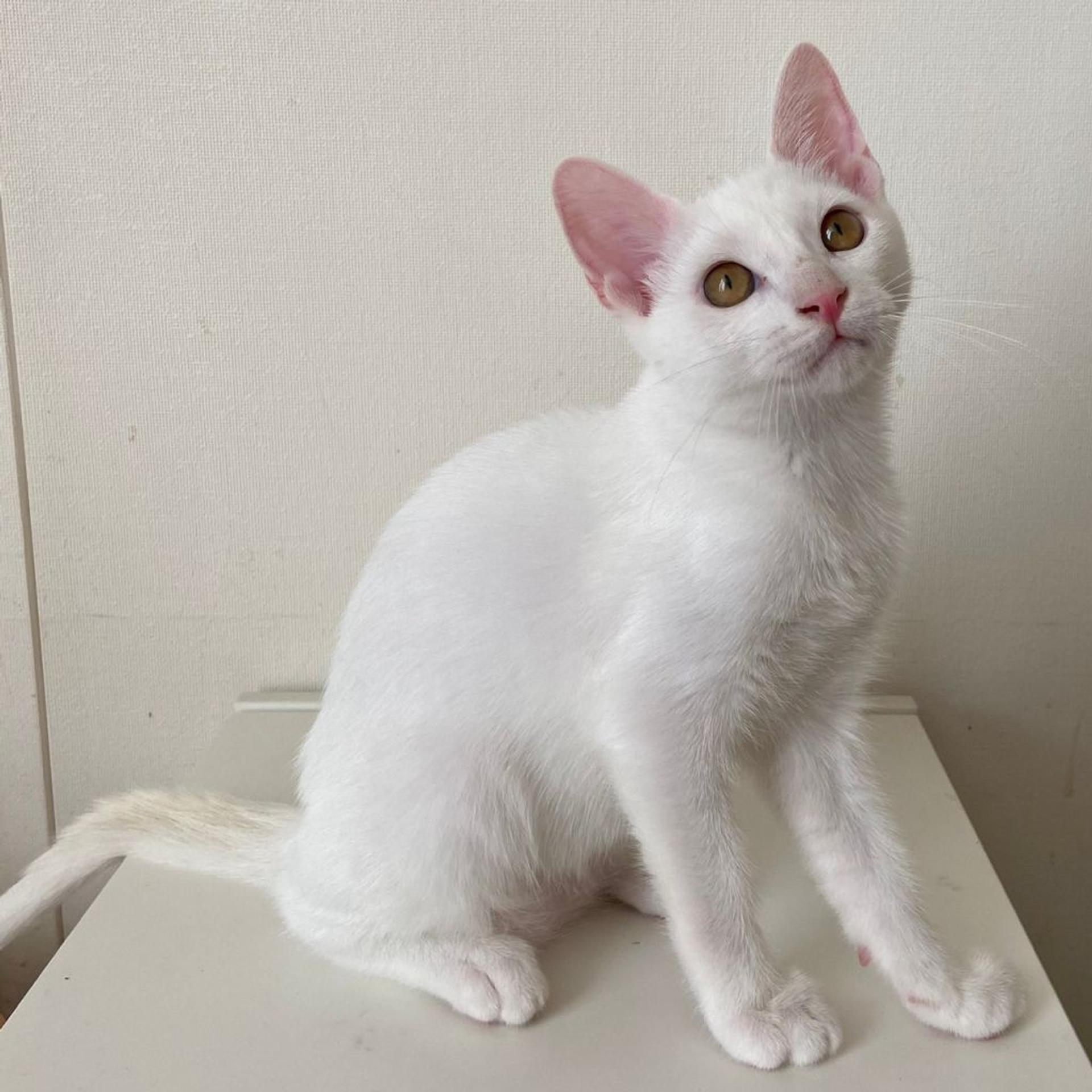 pet-image-8