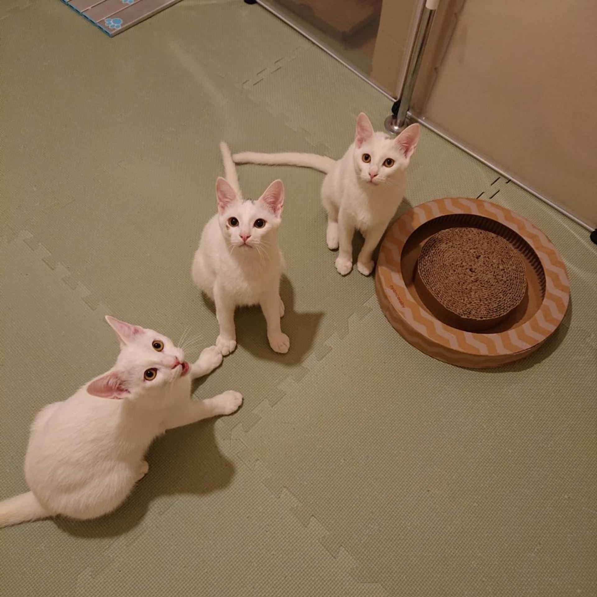 pet-image-2
