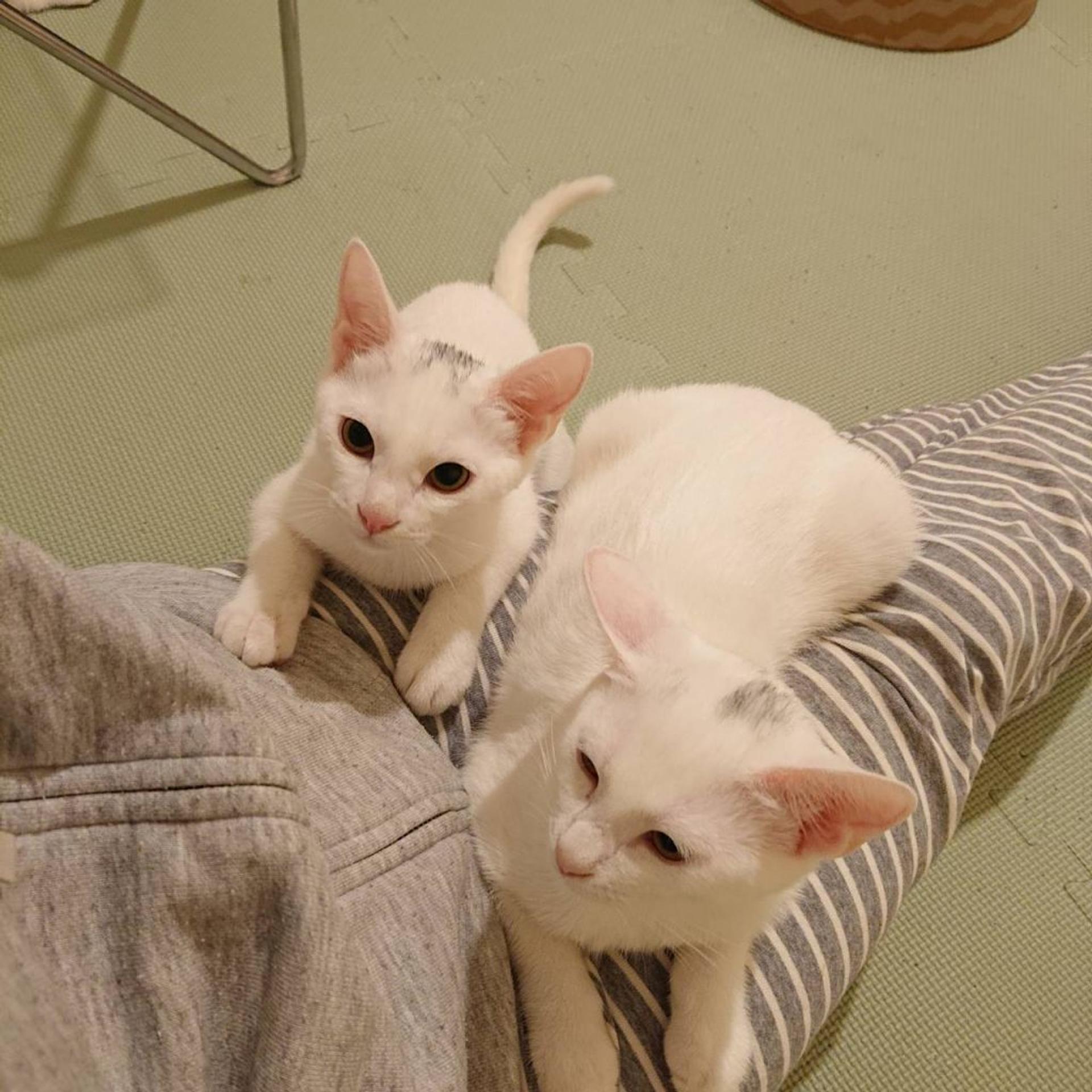 pet-image-4