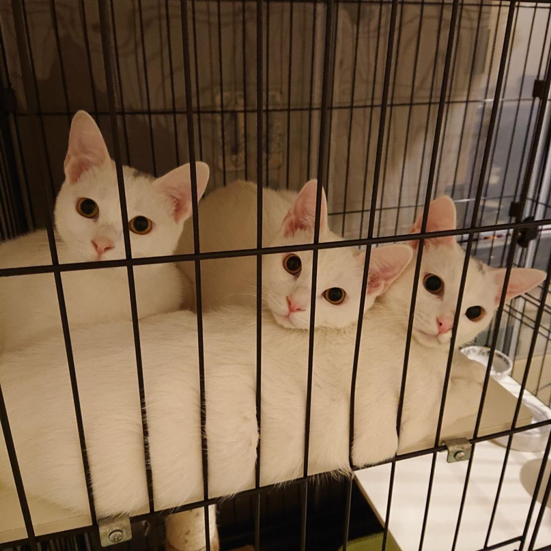 pet-image-6