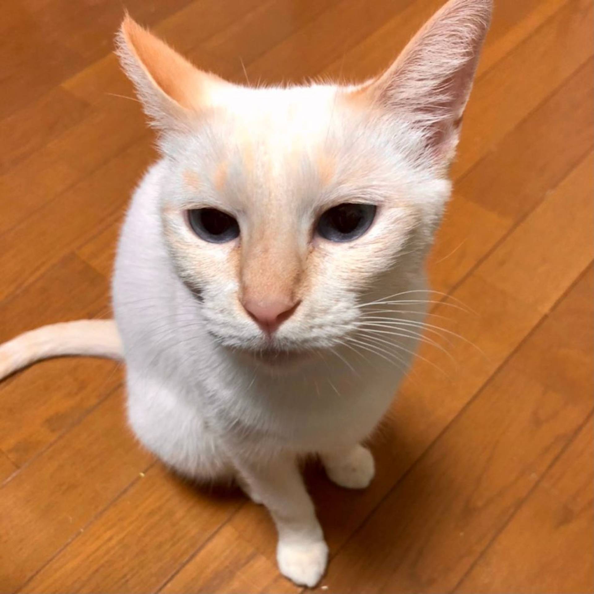 雑種（ミックス猫）・メスの里親募集の写真