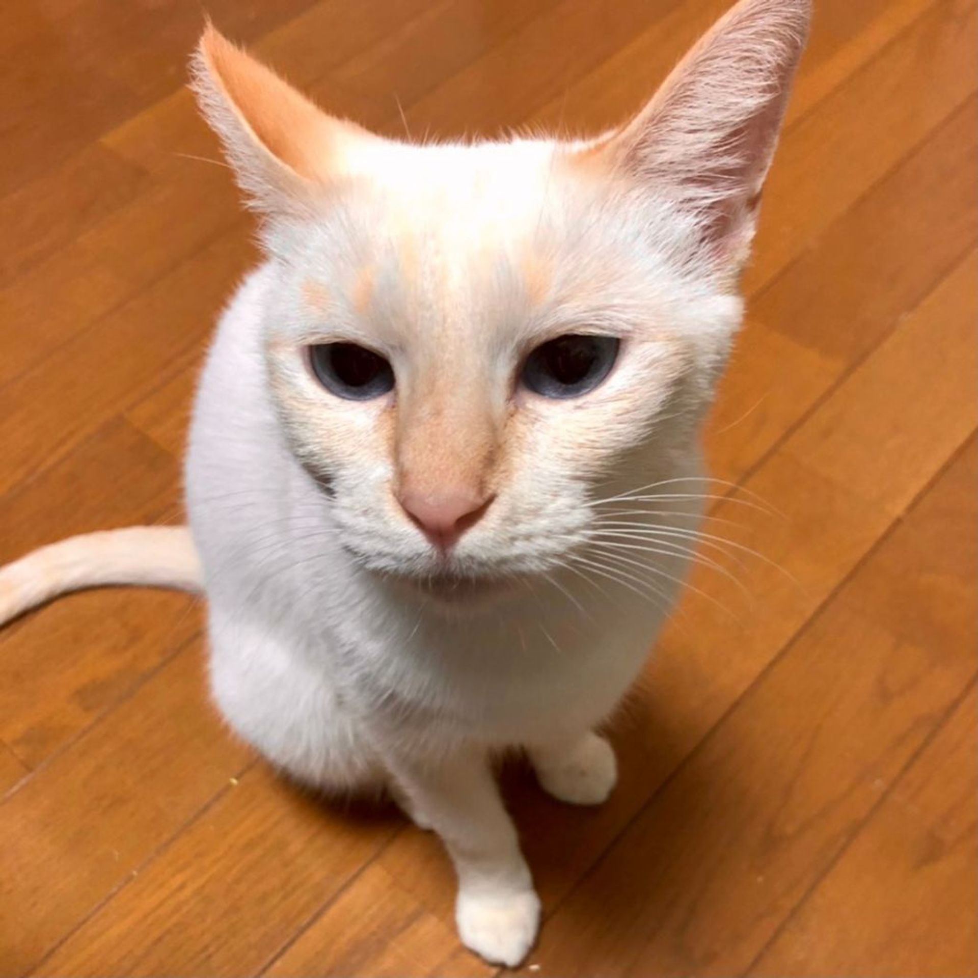 雑種（ミックス猫）・メスの里親募集の写真